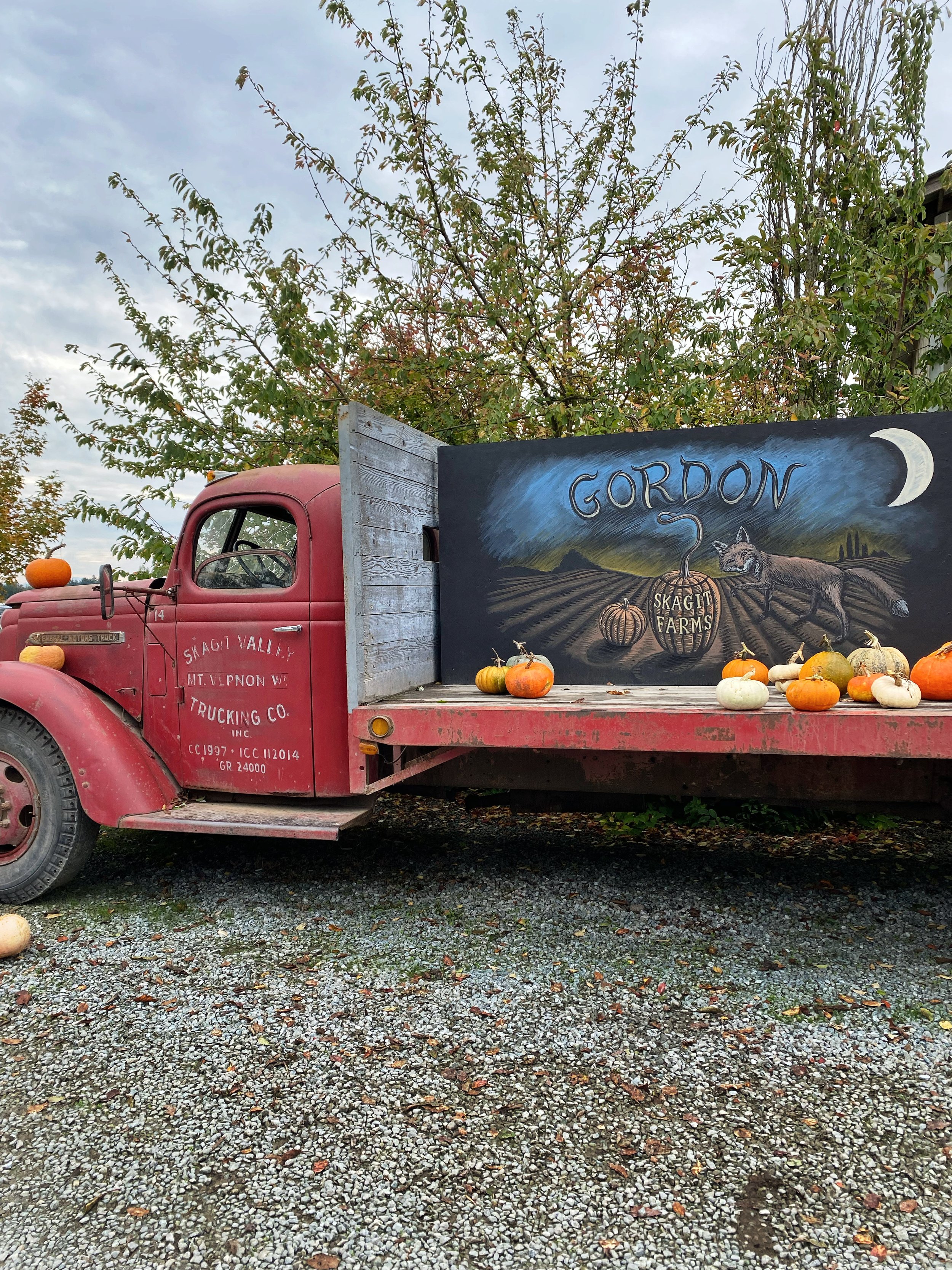vintage flat bed truck at Gordon Skagit farms 