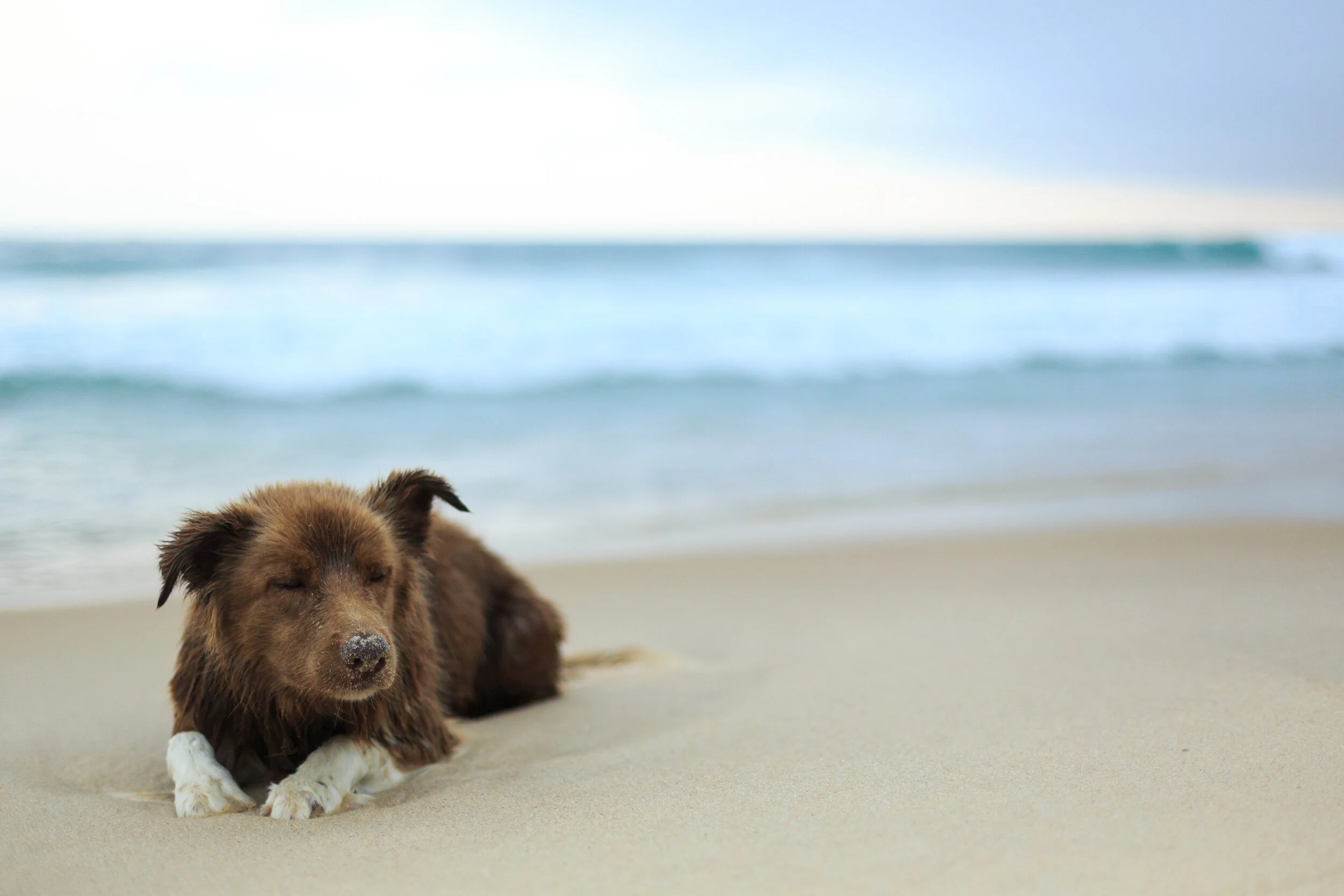 Our Shelter — Galveston Island Humane Society