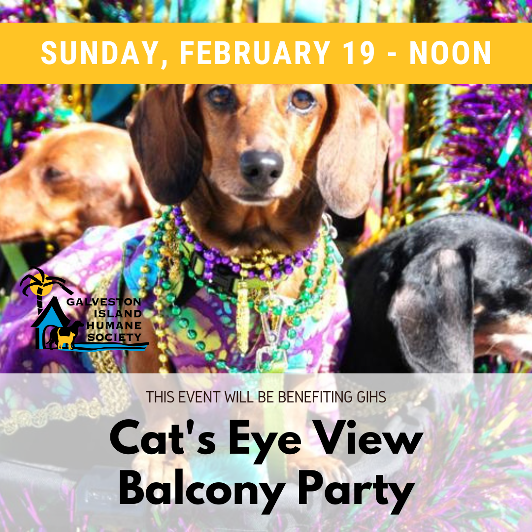 Events — Galveston Island Humane Society