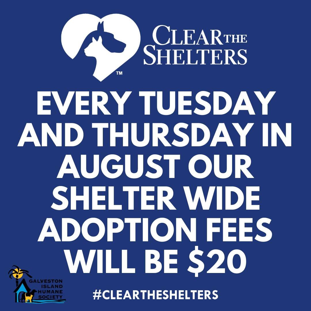 We need YOU to help us spread the word that we are offering discounted adoption fees for responsible pet owners looking for their forever best friend!!💜
Can't adopt? You can also call our shelter to learn about our volunteer program or donate to our