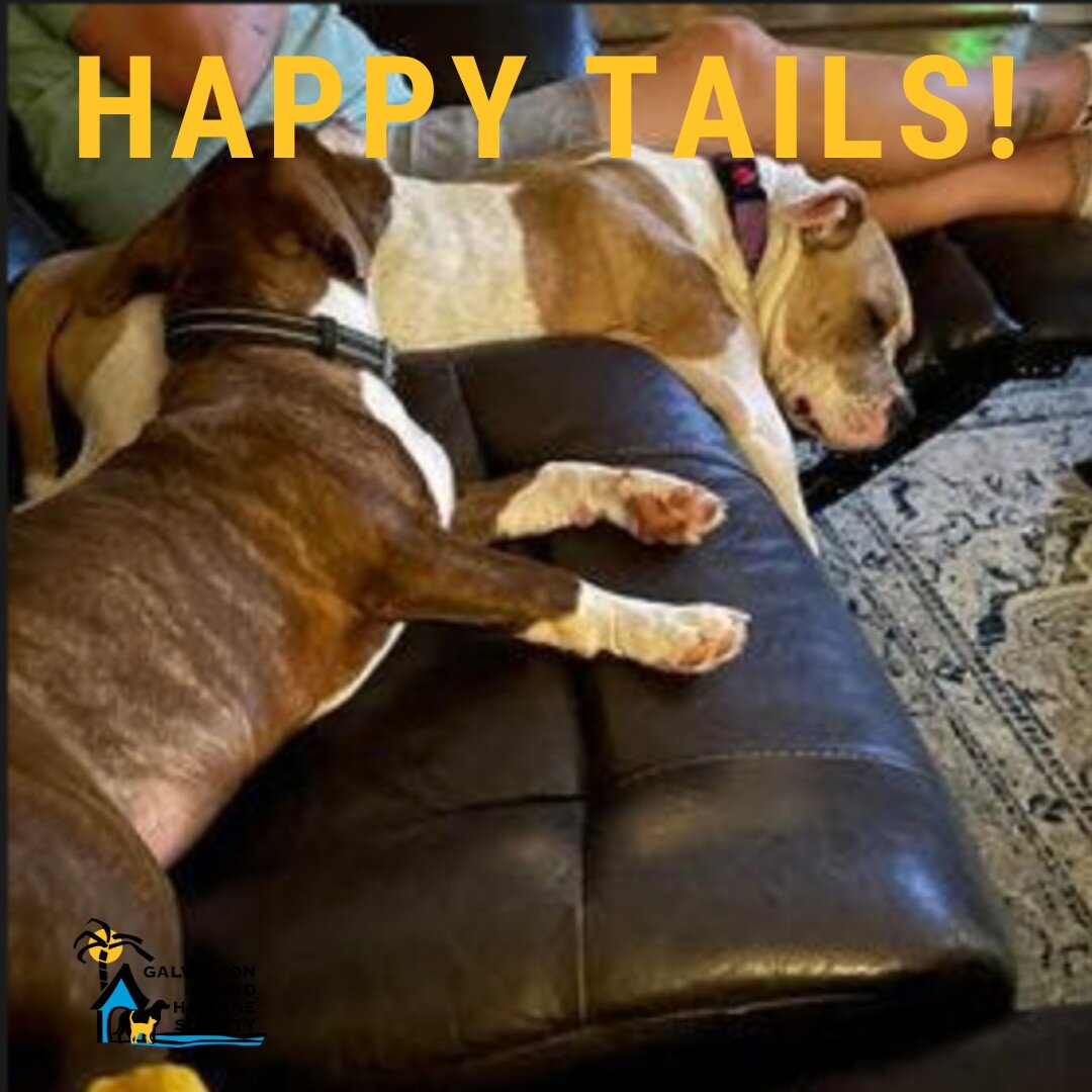 Another Happy Tail Tuesday😍

&quot;Chico and chica are just the best dogs to complete our family thank you guys for the amazing job you all do to make sure these babies are taken care of while in your shelter and for making sure they go to good home