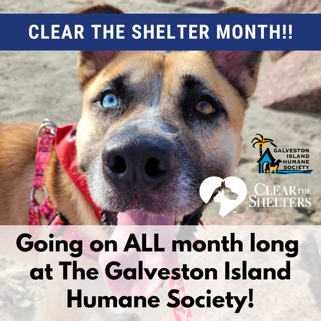 The Galveston Island Humane Society is participating in Clear The Shelters month!💜💜💜

Every Tuesday and Thursday this month our shelter wide adoption fees will be $20.00! Every other day of the month adopters will get to spin the wheel for adoptio