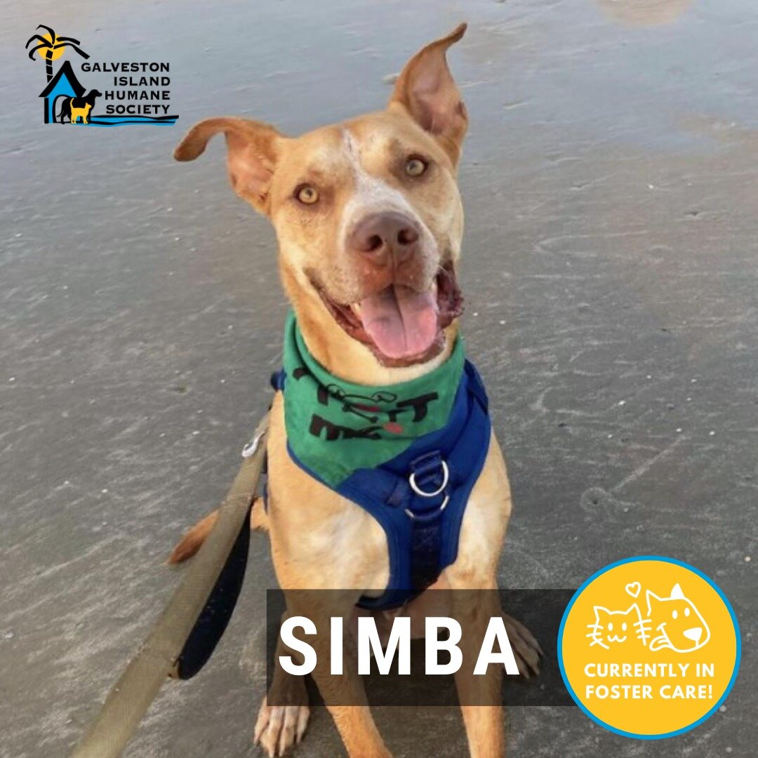 Meet Simba! This happy-go-lucky guy was dumped in Galveston by his previous owner. He was traveling with his dad, being the best co-pilot, while his dad was working as a truck driver. One day, his dad decided that Simba needed more room to roam, so h