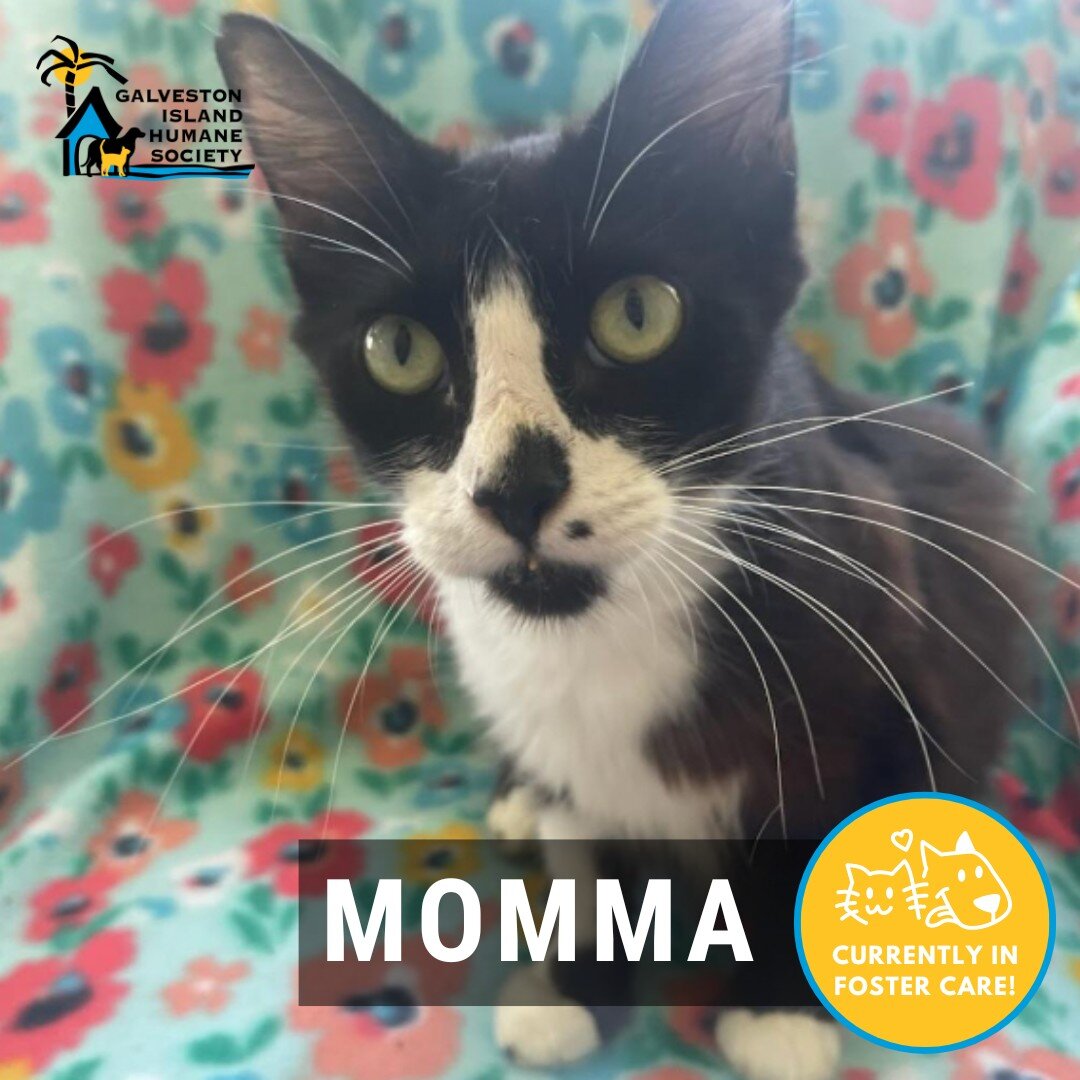 Mama is so affectionate and loving. She instantly loved the humans in my house. She will give lots of purrs and head bumps. She is friendly with other cats, perfect around children, and tolerant to doofy dogs. Adopt her today to bring more love into 