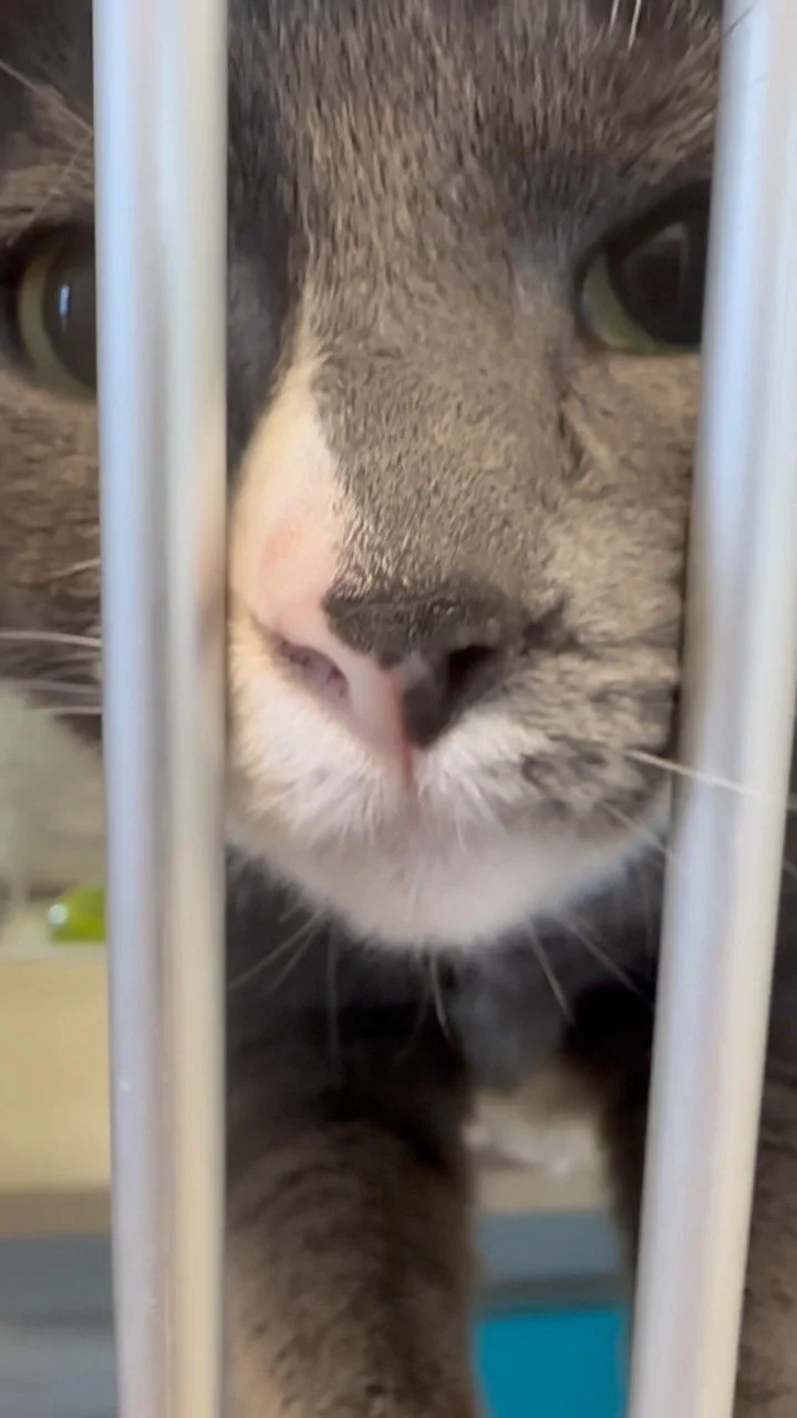 Galveston Island Humane Society