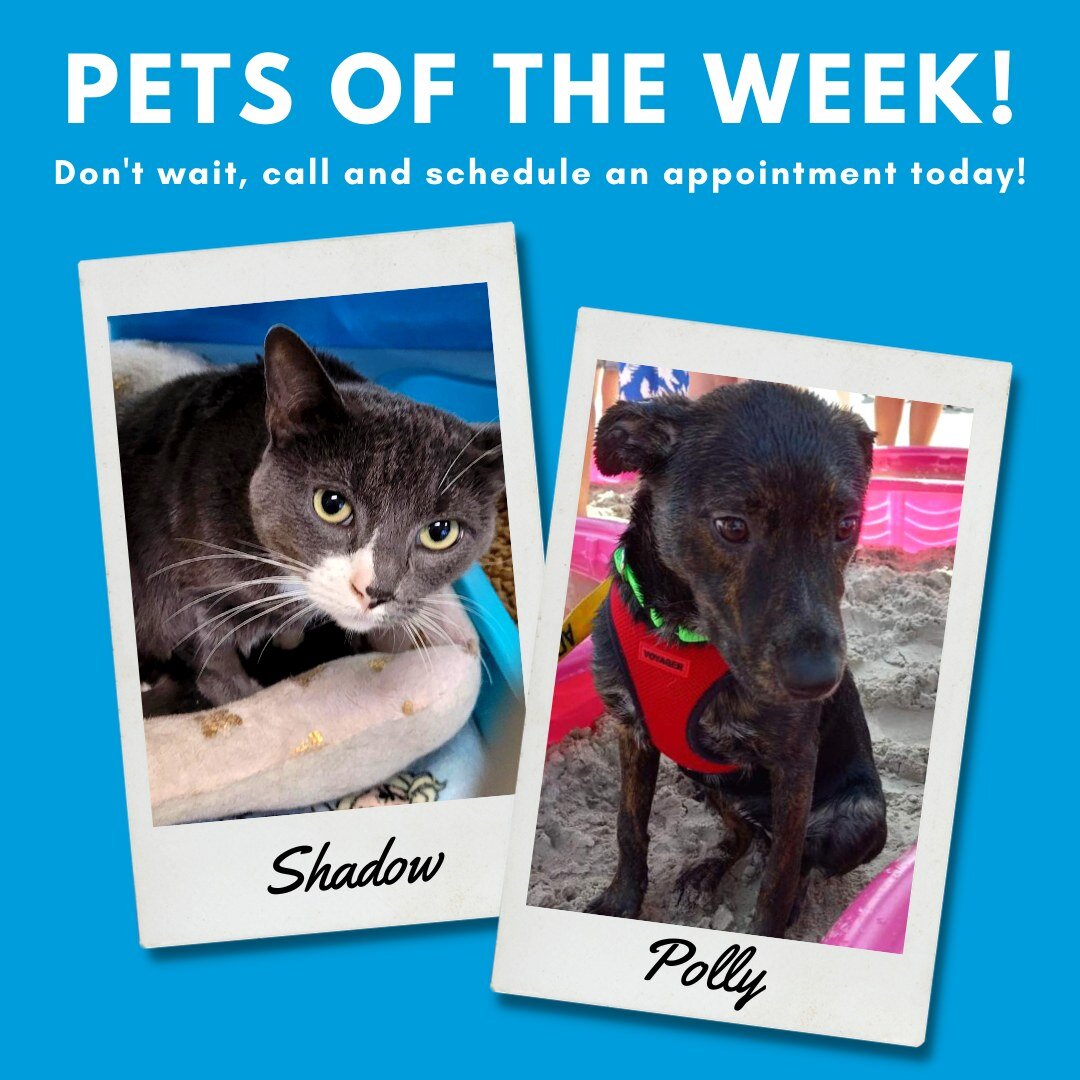This week&rsquo;s Pets of the Week are Shadow and Polly.🐈&zwj;⬛🐕&zwj;🦺

 

Meet Shadow. Shadow is a little bit of a mystery sometimes, but we assume that&rsquo;s how she likes it. Shadow is about 4 years old and declawed. She came back to us after
