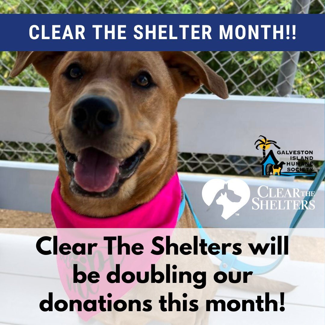 Clear The Shelters will be doubling all donations that we raise THIS MONTH! Please share this post to help us raise money for our animals!

You can donate to The Galveston Island Humane Society at: https://clearthesheltersfund.org/?form=FUNGBWHRSTL

