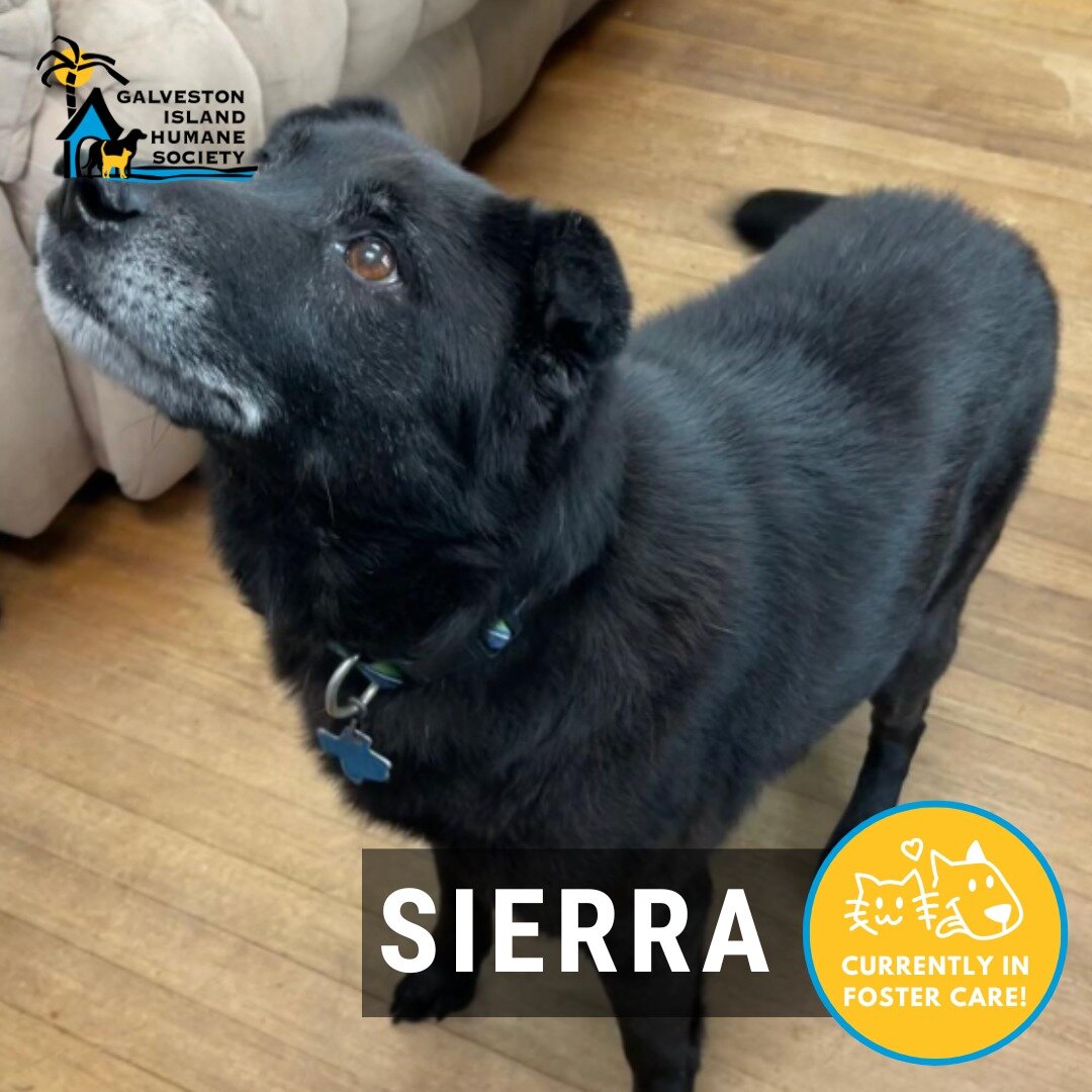 This sweet old gal loves her treats, likes walks, but is hard of hearing, she makes up for it with her bright eyes and personality, she is looking for a loving home to spend her retirement years!

Interested in meeting Sierra? Submit an application t