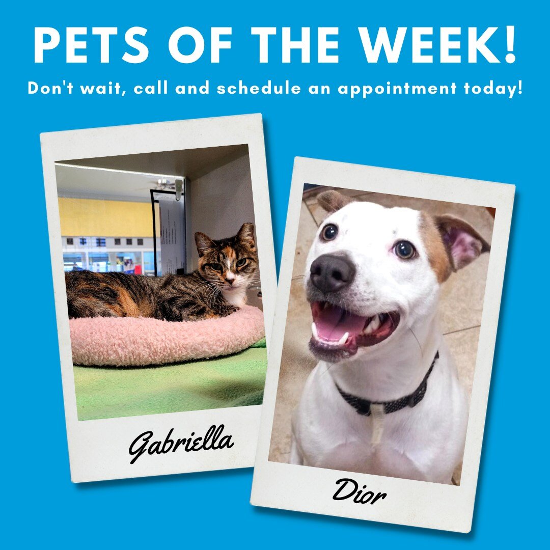 This week&rsquo;s Pets of the Week are Gabriella and Dior.

 

Meet Gabriella. Gabriella or Gabby came in a stray. She has some sass to her but only in the best way. She is a big softie and loves head scratches and a nice bed to laze around. She is a