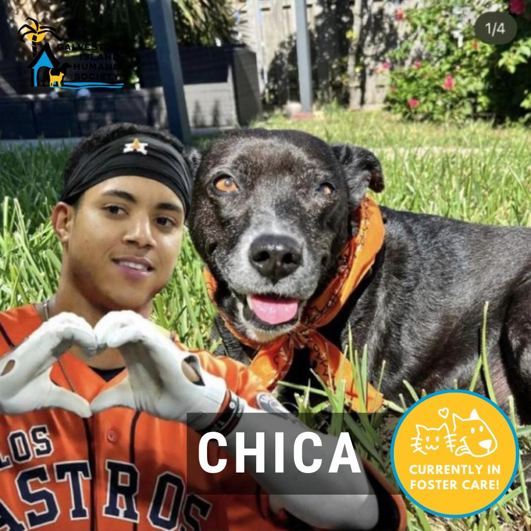 Meet Chica! This sweet girl lived a life on the streets and is ready for retirement. Don't let her grey muzzle fool you though, as she has a playful, curious young soul that shines through when doing the things she loves--long walks, playing with toy