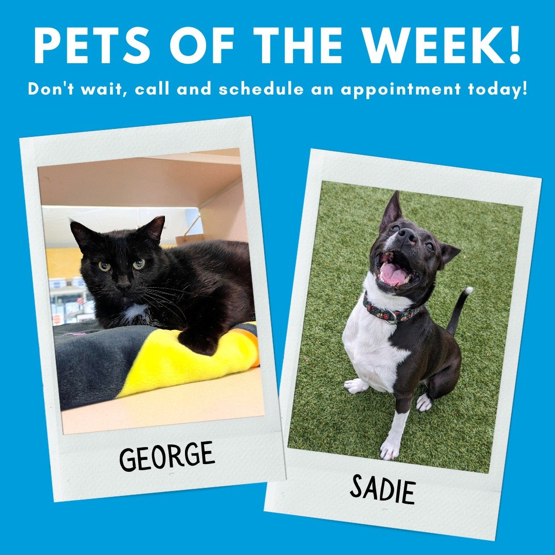 Time to introduce our Pets of the Week: George and Sadie! 

🐱 Meet George! George came to us with a rebel streak, but after being in our care he has decided to give up a life on the streets in exchange for a cozy home. While George is usually indepe