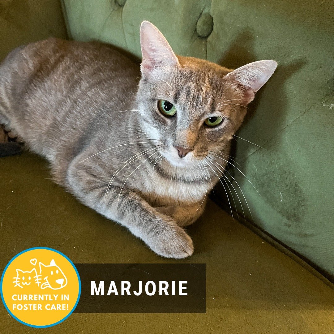 Happy Foster Friday! 🥳🐾 This week we have: 

🐱: Marjorie 
💚1 year old 💚love language: quality time 💚cat friendly 💚 loves toys 💚 can be playful 💚shy at first 💚motherly instincts 💚 beautiful beyond belief 
Marjorie was brought to GIHS by one