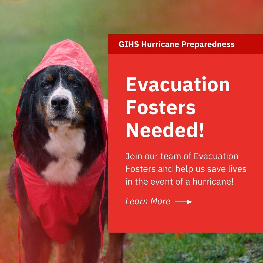 GIHS is ramping up for Hurricane Season... and we want you to join our Evacuation Foster Team! 

Evacuation Fosters are community members willing to foster a dog or cat in the event of a hurricane evacuation. Check out our graphics for more informati