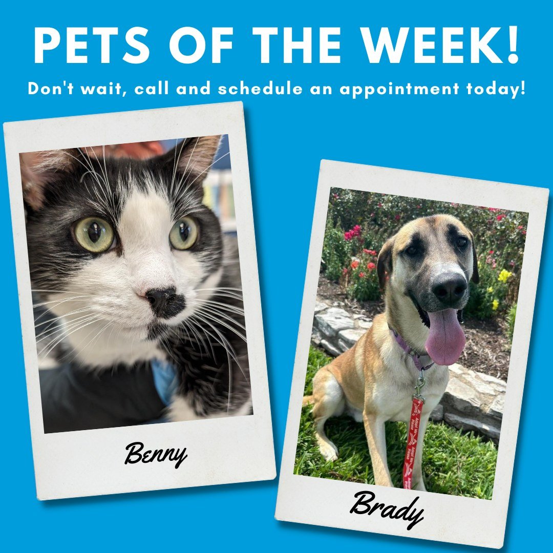 This week&rsquo;s Pets of the Week are Benny and Brady. 

Meet Benny! One half of a dynamic duo, Benny came to GIHS with his brother Jan after their previous owners weren't able to care for them. Benny is gentle and mellow. He absolutely loves affect