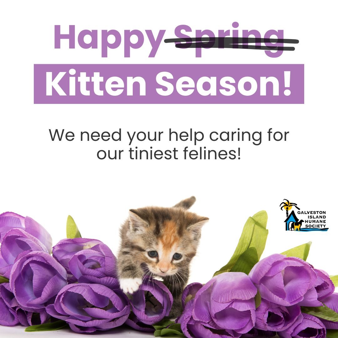It's Kitten Season here at the Galveston Island Humane Society and we need your help! We have already seen a surge in kittens entering our shelter and expect to intake hundreds more throughout the Spring and Summer. You can help by donating, fosterin