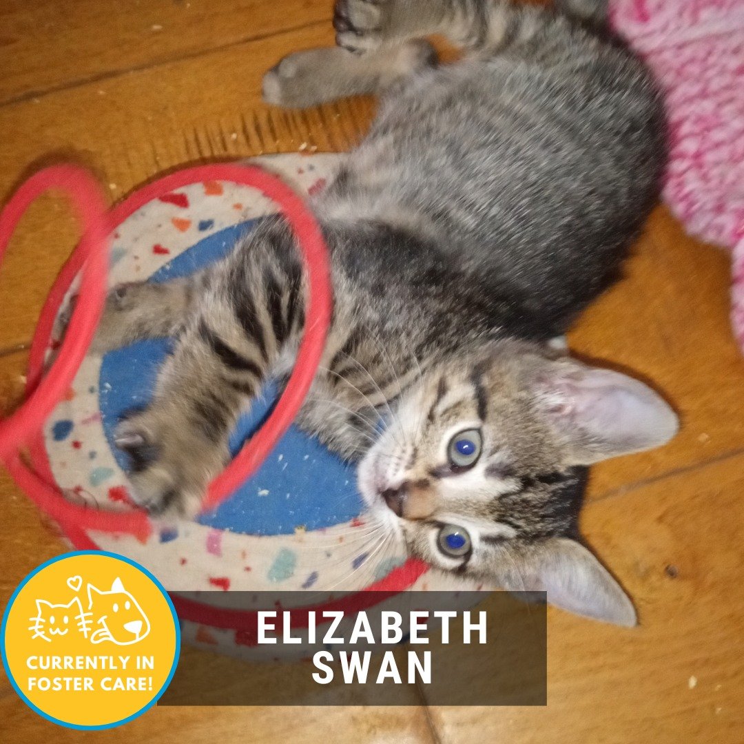 It's Foster Friday, y'all! Let's meet today's featured fosters:

😺 Elizabeth Swan
📅 2 months old 🐈 Domestic Shorthair: Tabby 😽 Cat-Friendly 👑 A Total Princess 🧗&zwj;♂️ Adventurous

Like her namesake, Elizabeth is described as a princess among h