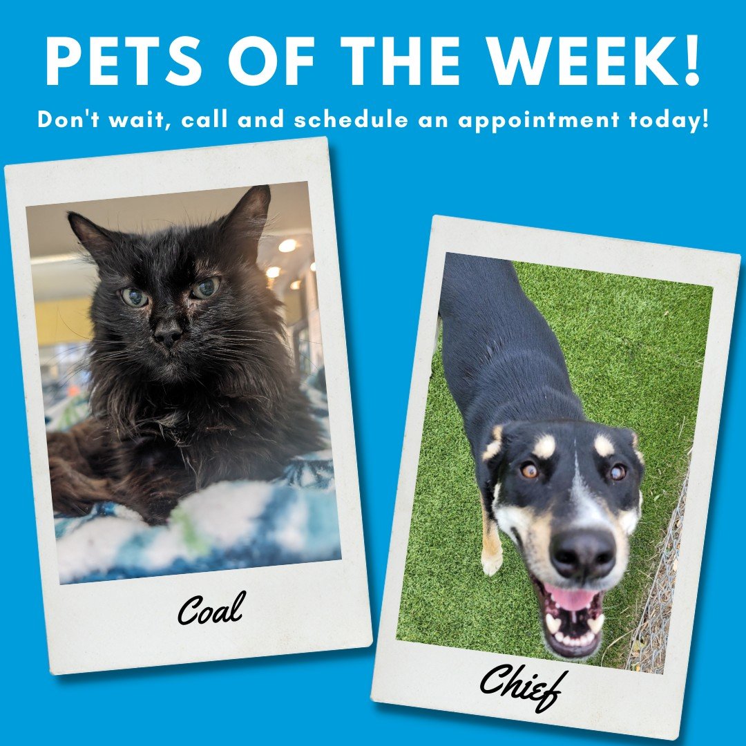 This week&rsquo;s Pets of the Week are Coal and Chief. 💛🐾

Meet Coal. Coal is a senior cat who doesn&rsquo;t let his age stop him. Estimated to be 13 years old, this sweet and mellow guy shows that his age has only helped improved his wisdom over t