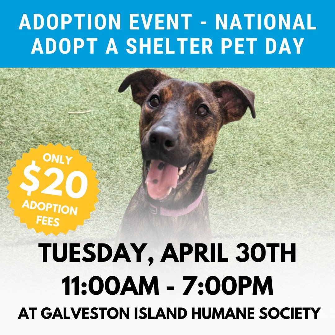 🐾 April 30th is National Adopt A Shelter Pet Day!

Join us for a special adoption event with $20 adoption fees all day long, plus raffle prize baskets and light refreshments! 💙

Whether you're ready to meet your newest family member or simply want 