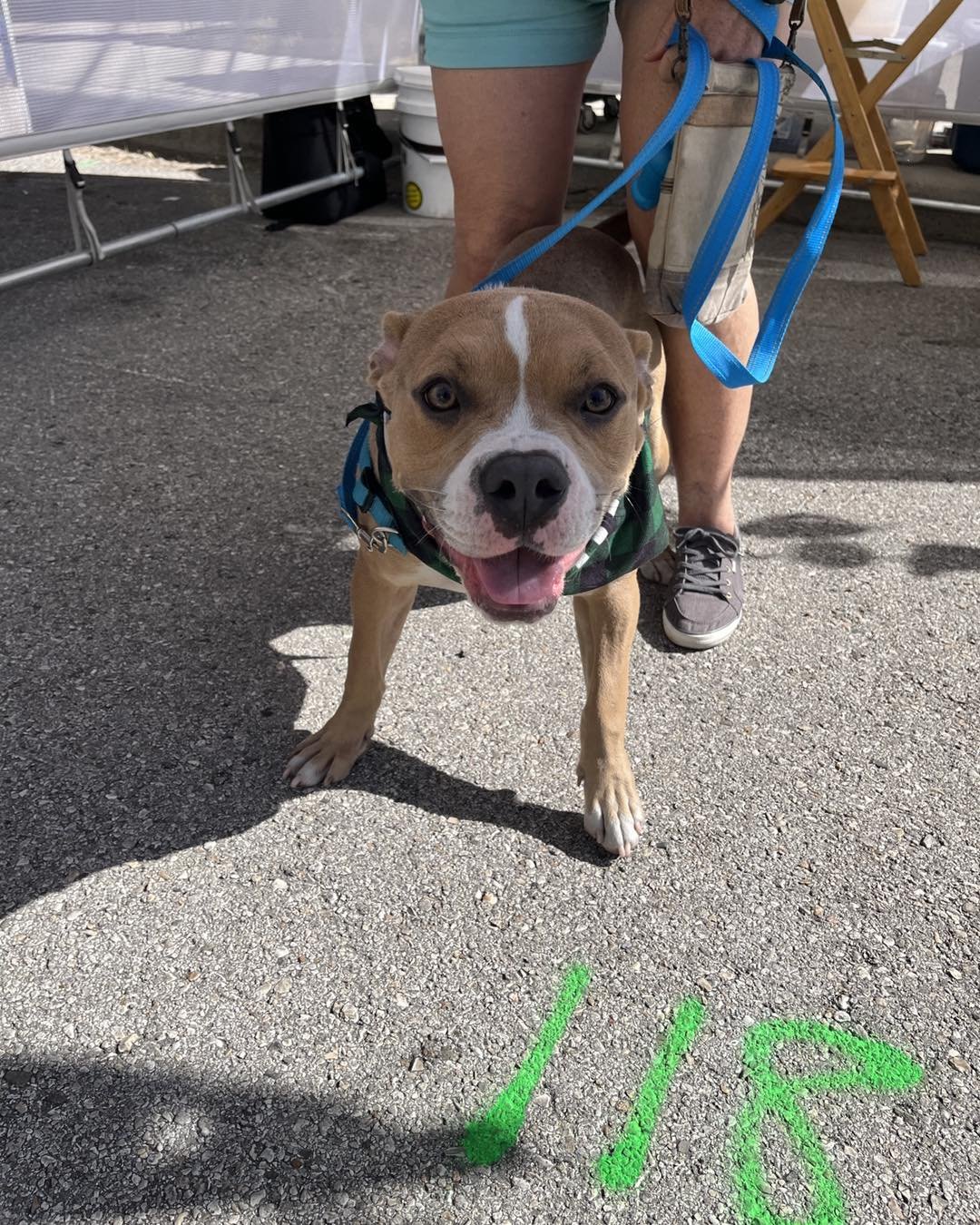 We&rsquo;re at ARTober Fest until 12:30pm! Stop by to meet Ford, Cami, Thatcher, and Loki - all available for adoption RIGHT NOW! 

Catch us at the Moody Methodist Pumpkin Patch at 1:00pm with more available pups!

#artoberfest #artoberfestgalveston 