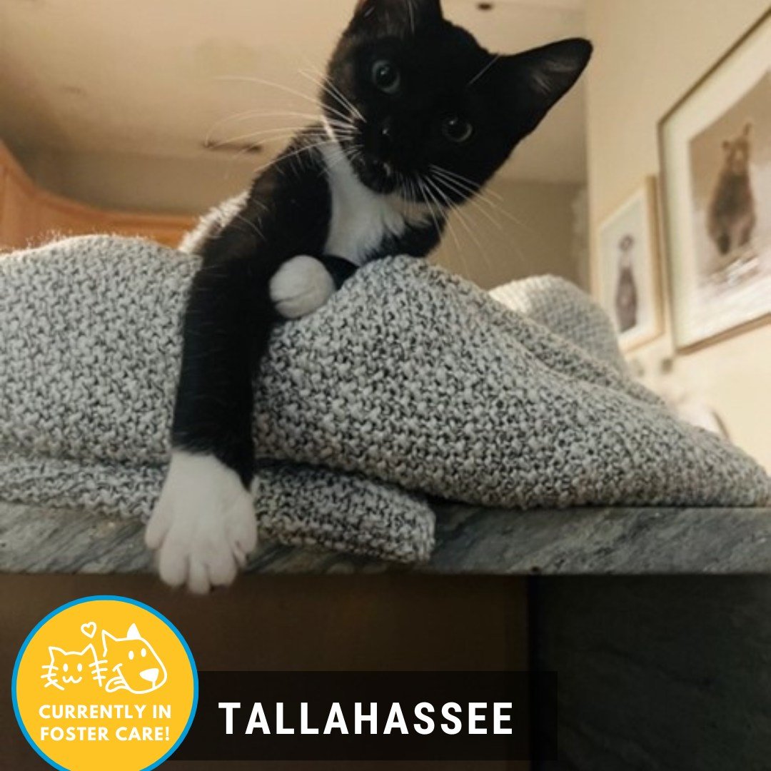 Happy Foster Friday! 🥳

😺: Tallahassee
☁️3 months old 🌊domestic shorthair ☁️cat friendly (w/ slow intros) 🌊water girly☁️sunshine princess ☁️dignified young lady 🌊dog friendly (w/ slow intros) 

Meet Tallahassee, also known by her foster family a