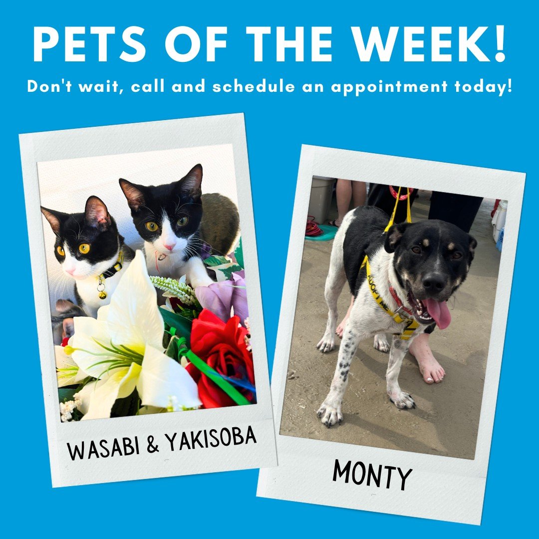 Time to introduce our Pets of the Week - Wasabi &amp; Yakisoba and Monty!

Meet Wasabi and Yakisoba! At roughly 6.5-months-old, this duo has spent nearly their whole lives at the shelter. They are getting tired of their condo and long for a home wher
