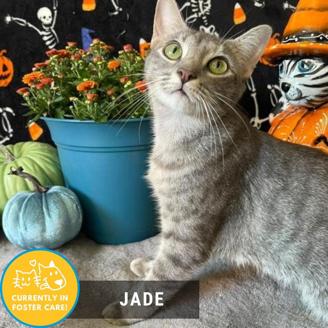 November is here and so is our Foster Friday! 

😺: Jade
💚1 year old 💚 domestic shorthair 💚 #1 mom 💚 wrestle expert 💚book cuddler 💚sophisticated lady 

Momma Jade came to us with her 5 kittens, ready to find a new adventure. They quickly all we