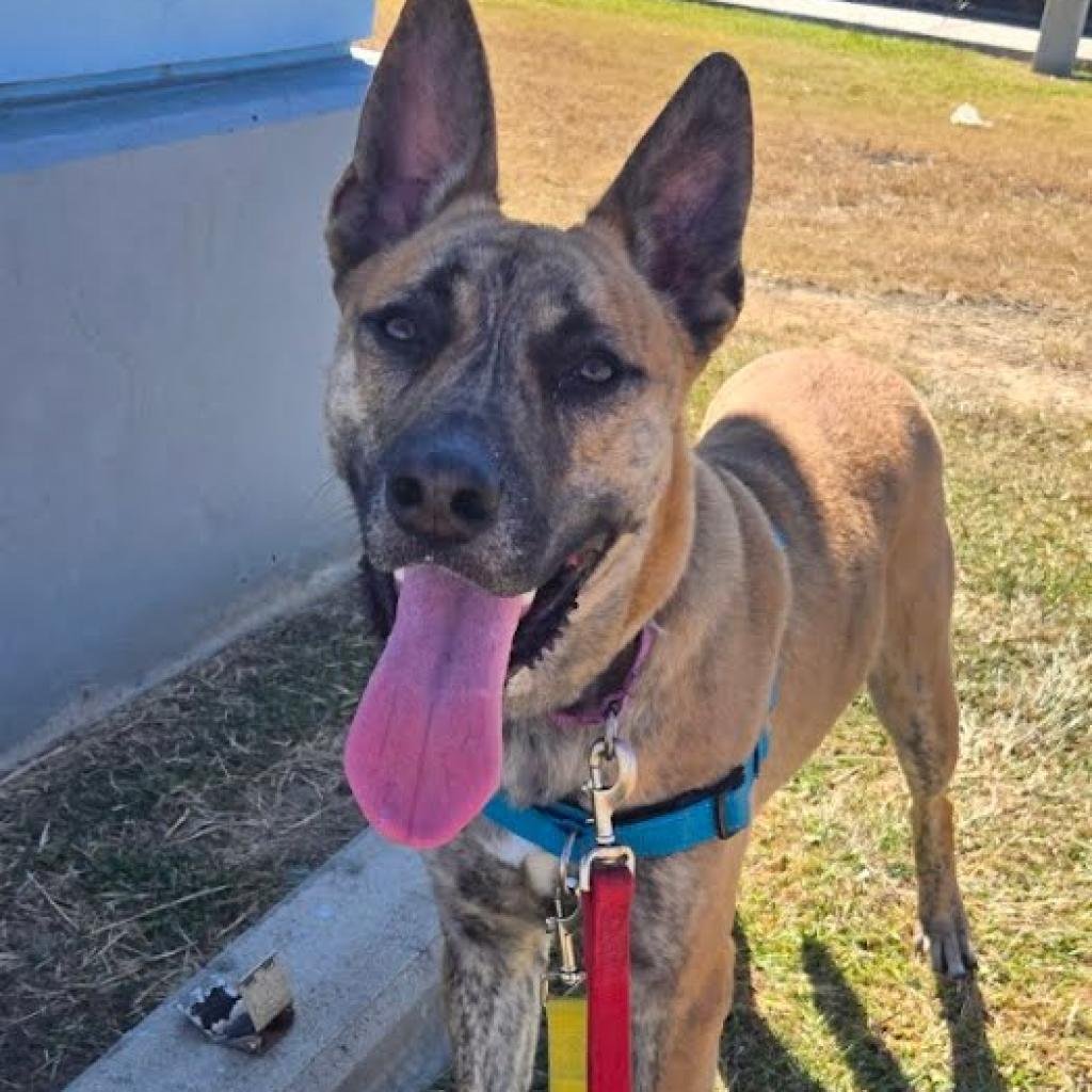 ✨ Mister needs a home! ✨

Meet Mister! This guy is not doing well in a shelter environment and could really use a hero. At roughly 1.5 years old, this gorgeous brindle boy is both smart and friendly! He is eager to please and has done well out on the