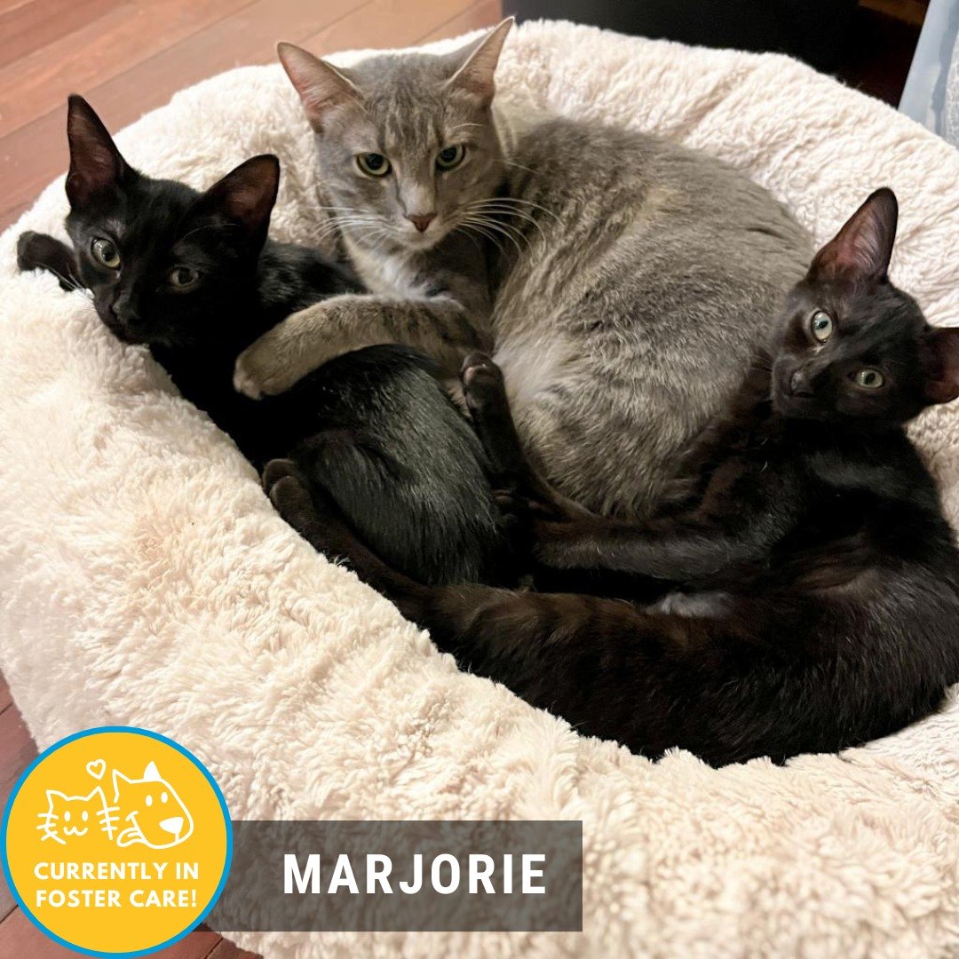 Is the cold here yet? Well, the cold isn't here yet, but our Foster Friday is! 

😺: Marjorie 
💚2 years old 💚love language: quality time 💚cat friendly 💚 loves toys 💚 can be playful 💚motherly instincts 💚 classy lady 

Meet Marjorie! Since deliv