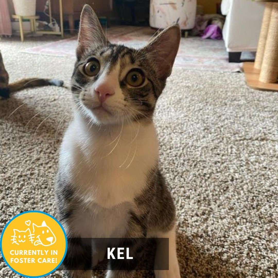 What nice weather and a beautiful day! That means it's time for our Foster Friday! 

😺: Kel 
😇 4 months old ⭐male ⭐domestic shorthair⭐😇 cat friendly (w/ slow intos) 😇silly goose ⭐zommie star ⭐lover boy

Kel and his now adopted sibling came to us 