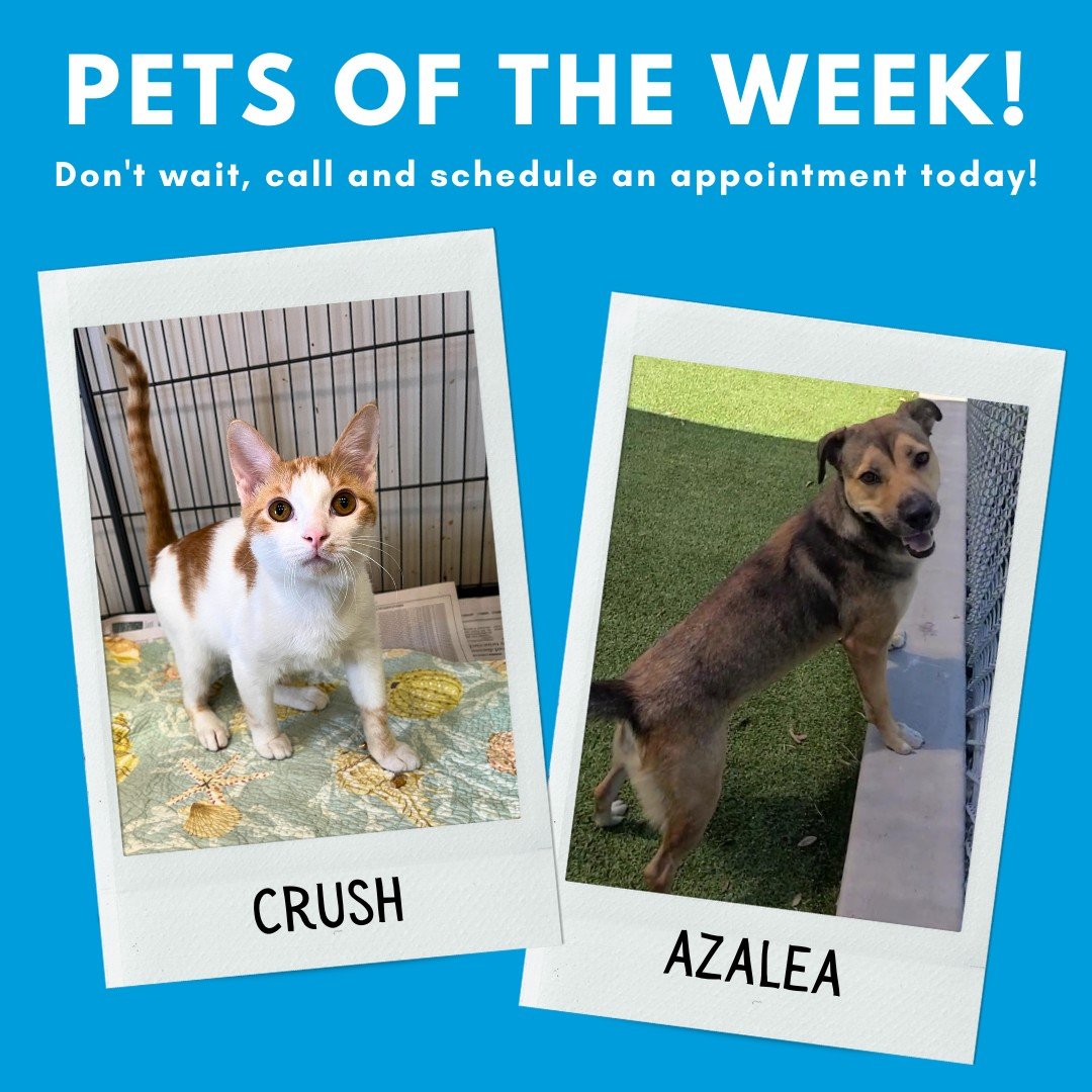 Time to introduce the GIHS Pets of the Week - Crush &amp; Azalea!

Meet Crush! Mr. Creamsicle Crush Man - as his former foster family used to call him - is a biscuit making purr machine. He loves to rest in the sun and play tag with his foster siblin