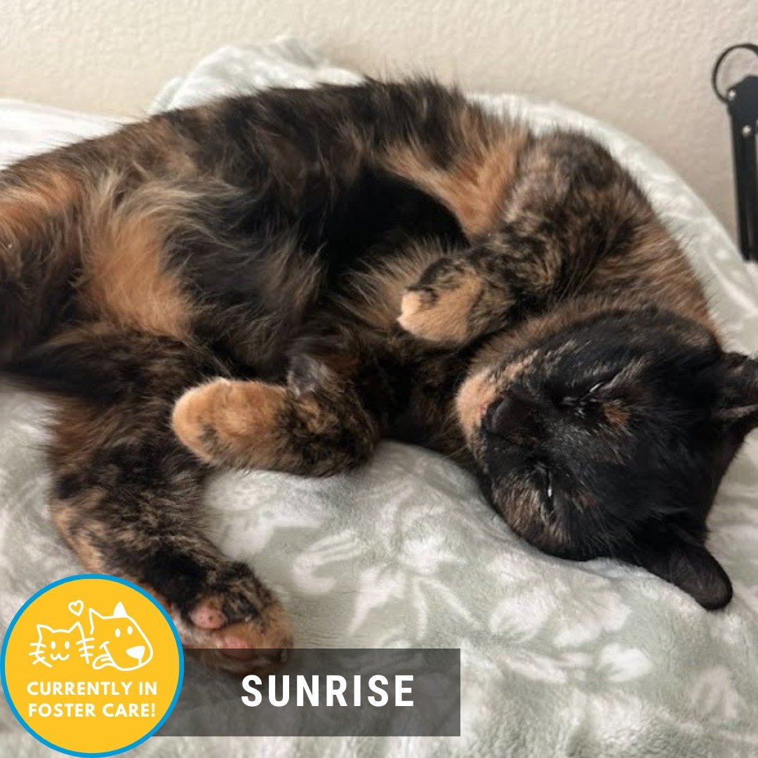 Need some sunshine today? Check out our Foster Friday! 

😺: Sunrise 
☀️4 years old ☀️domestic shorthair ☀️ray of sunshine ☀️toy expert🌥 nap queen 🌥window perch princess🌥best cuddle companion 

If you need a little extra sunshine in your life, Sun