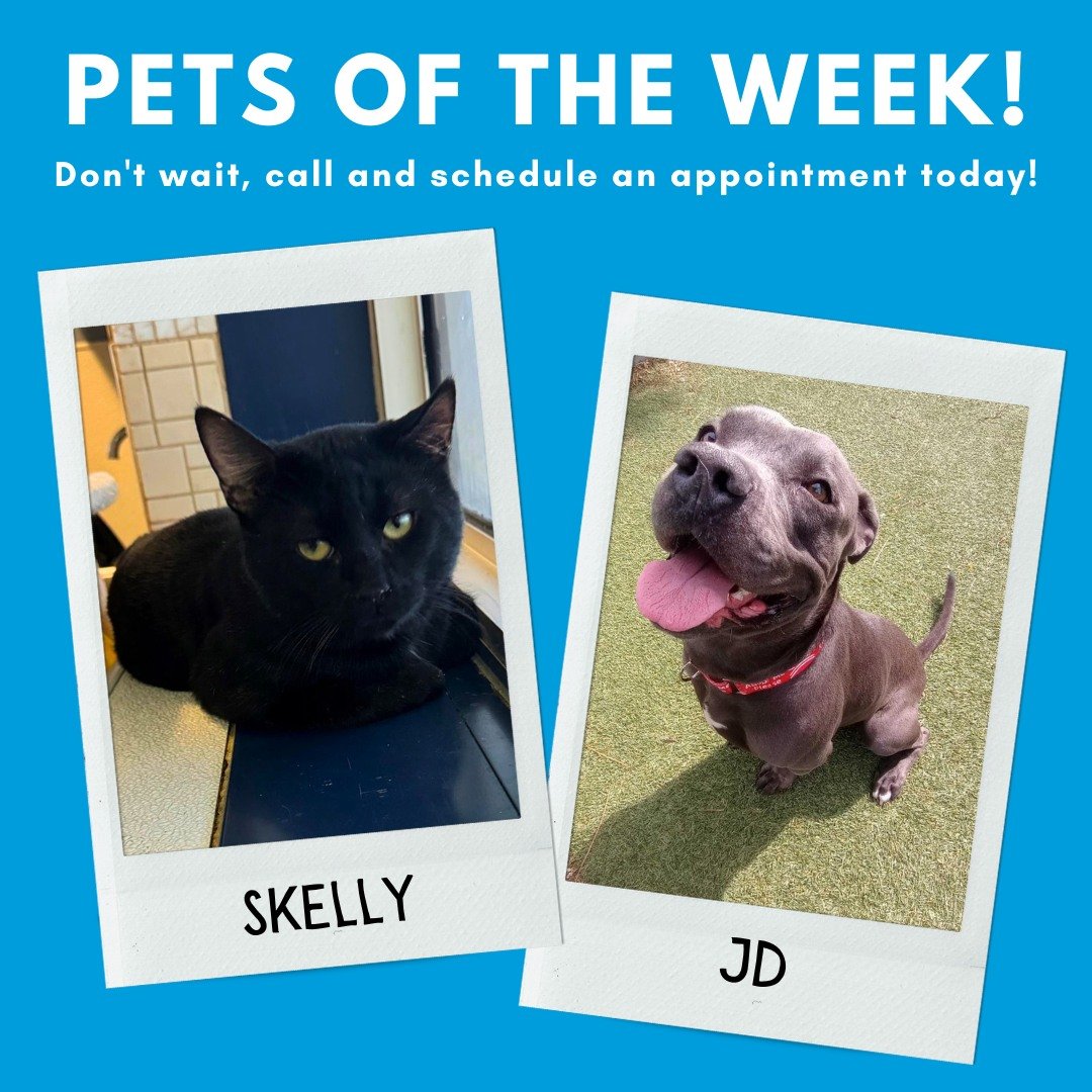 Time to introduce the GIHS Pets of the Week - Skelly &amp; JD!

Meet Skelly! Skelly is a handsome 2-year-old black cat with striking green eyes, adorable tomcat cheeks, and a heart brimming with love. This sweet gentleman adores every human he meets 