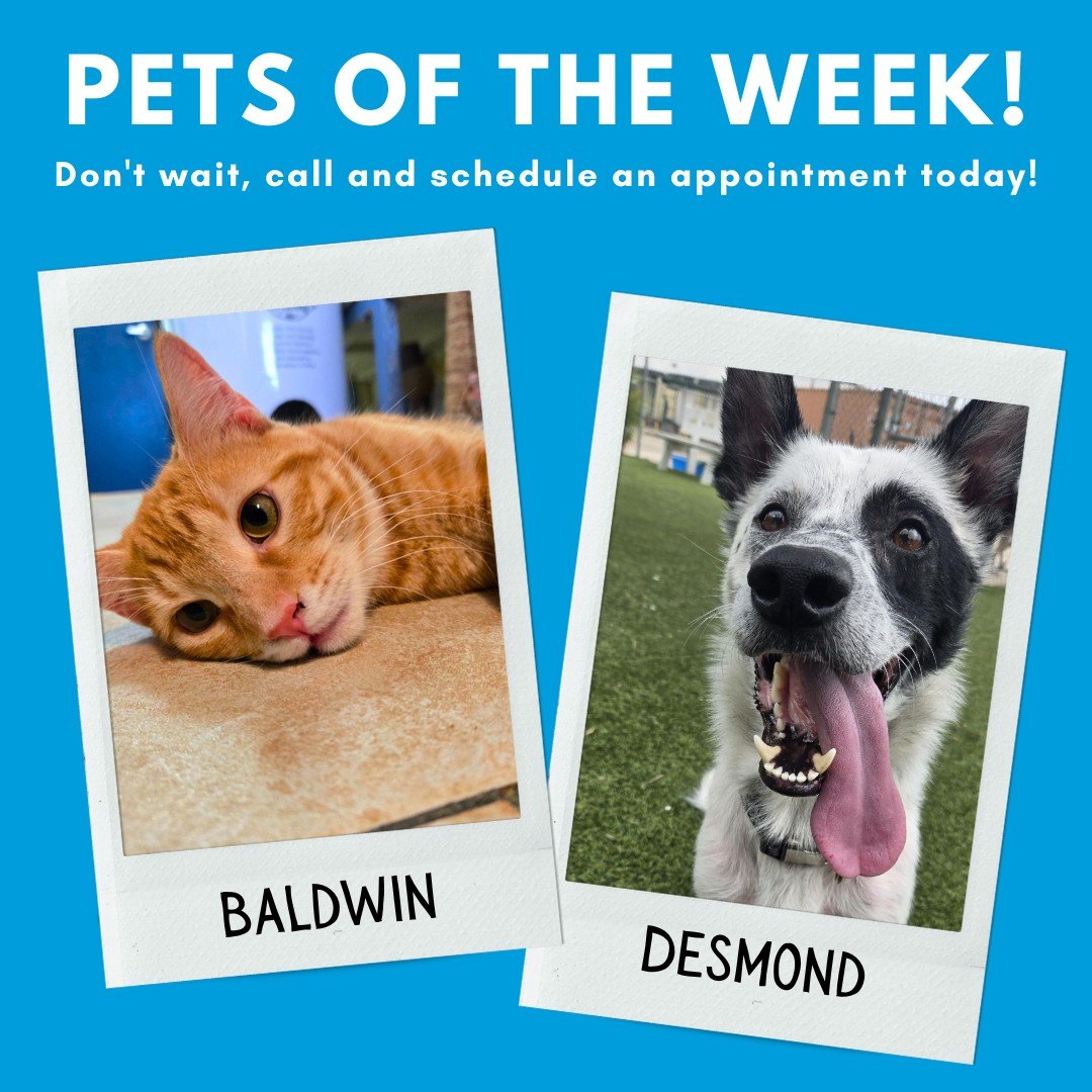 Time to introduce the GIHS Pets of the Week &ndash; Baldwin &amp; Desmond!

Meet Baldwin! Baldwin is a spunky 2 year old orange cat who can&rsquo;t resist a good toy or even a game of tag. Whether it&rsquo;s a feather wand, laser pointer, or a toy mo