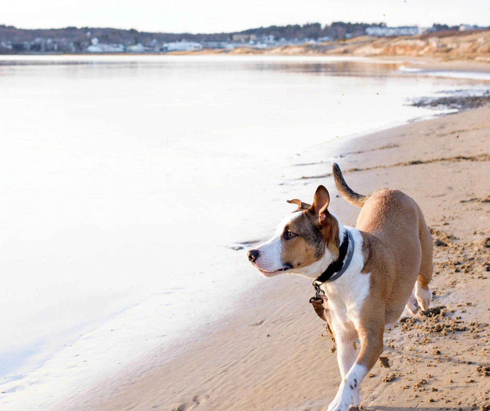 Galveston Island Humane Society