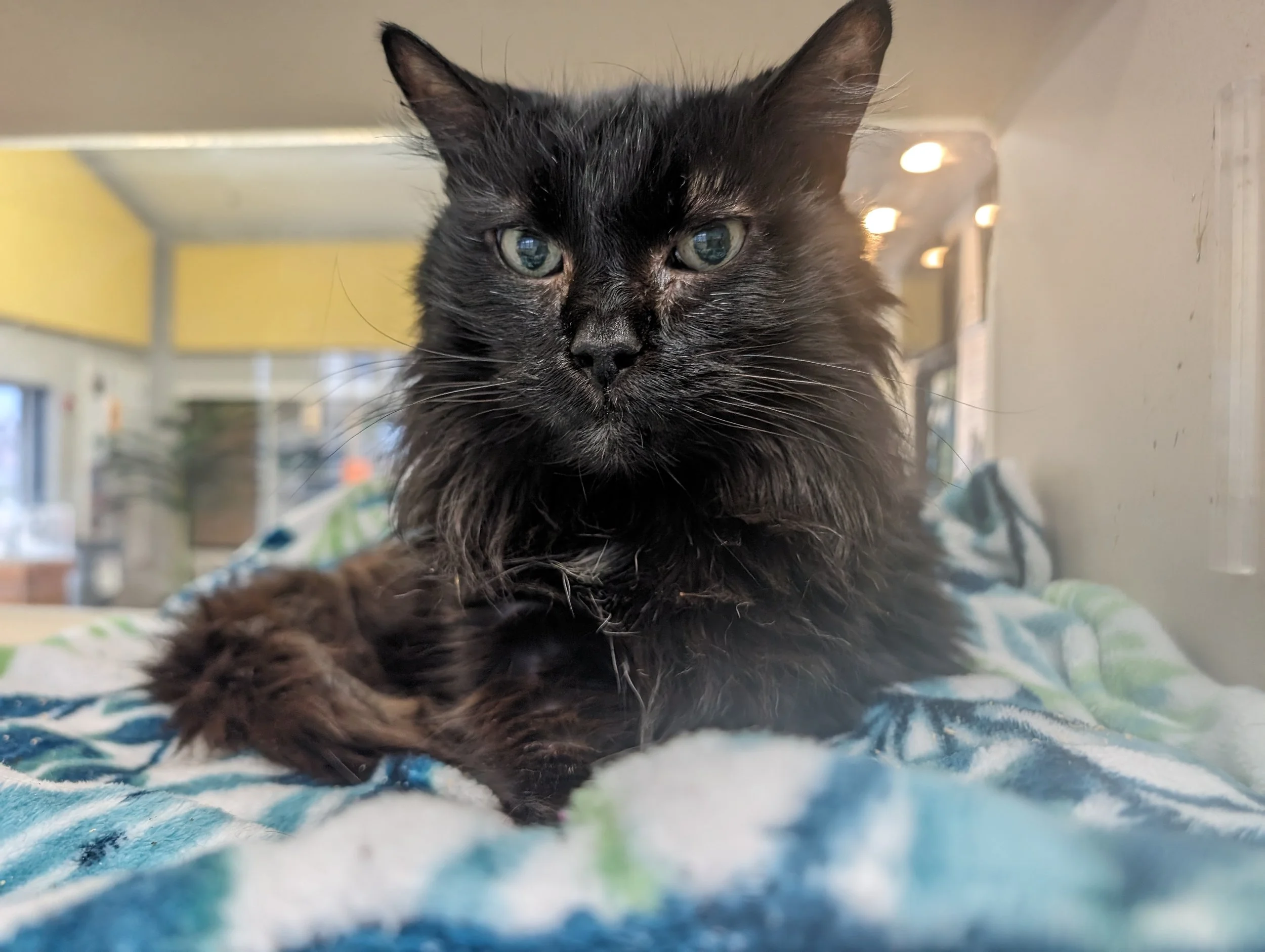 Adoptions — Galveston Island Humane Society