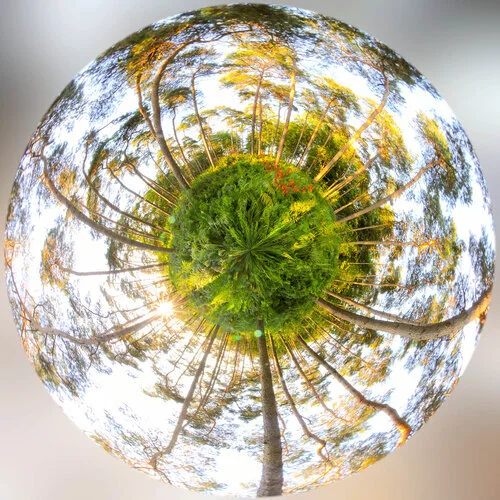 Mini-planet photo of a wood in Walloon Brabant by Paul Marnef, professional photographer