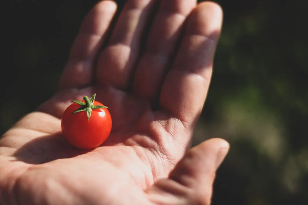 An unbelievably perfect tomato. Sacile, Italy