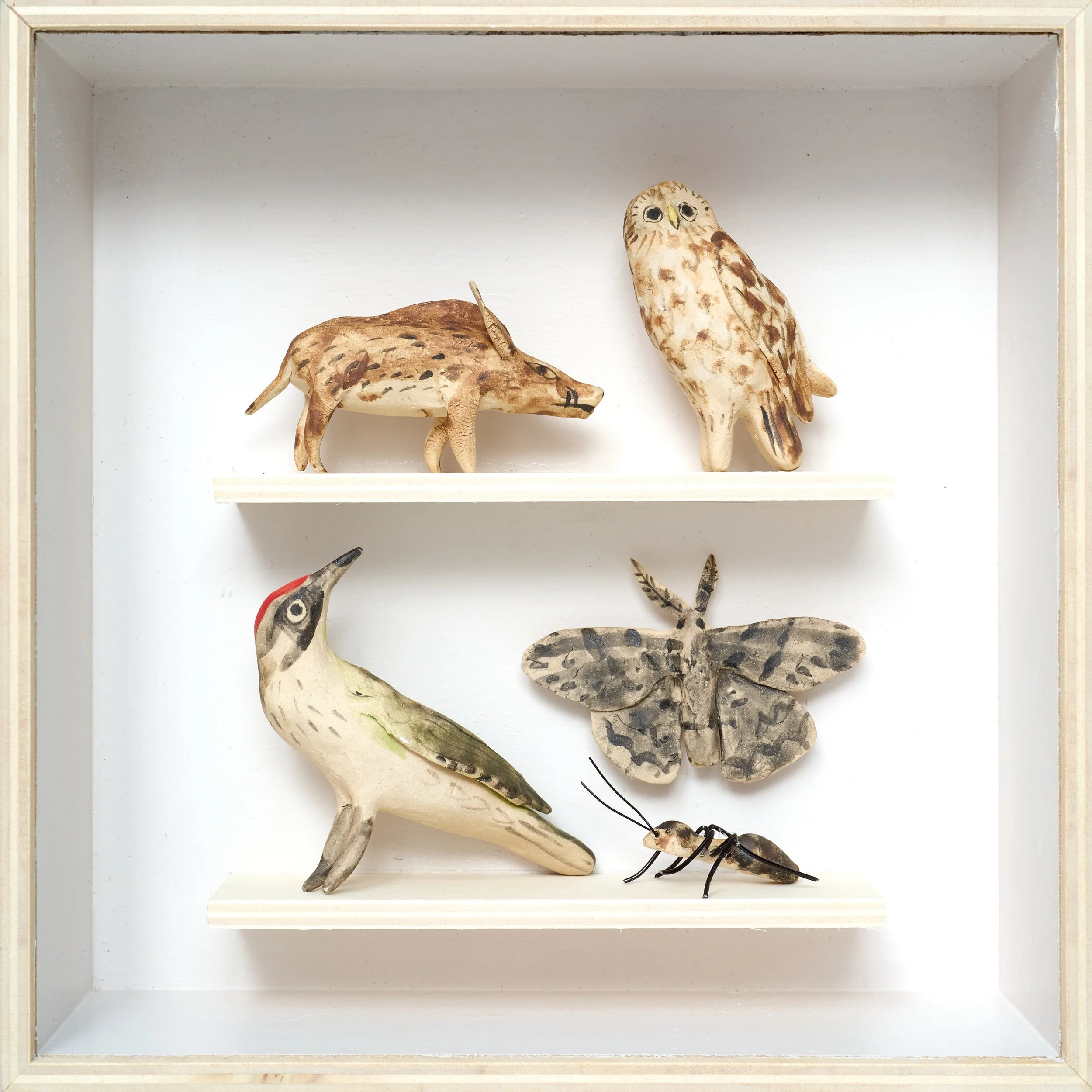 Oak Life Box V (Wild Boar, Tawny Owl, Green Woodpecker, Greater Oak Beauty, Brown Tree Ant), ceramic, plywood, Persex, 20x20cm