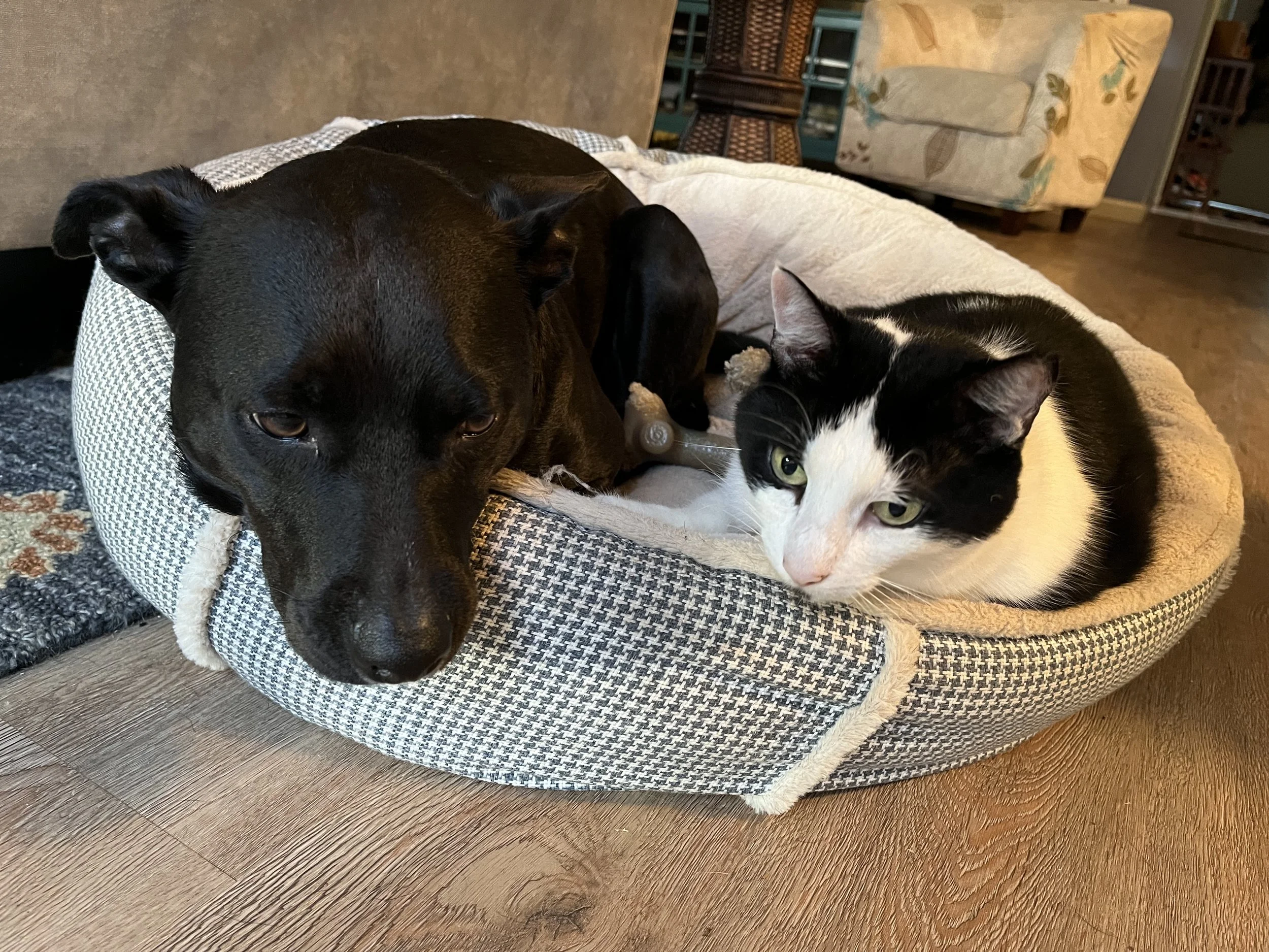 Resolutions Be Damned!