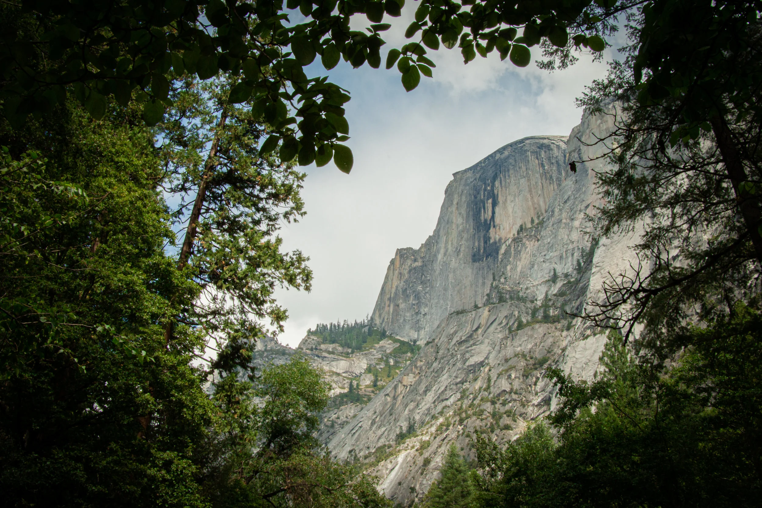 Magic Lantern, Dark Forest