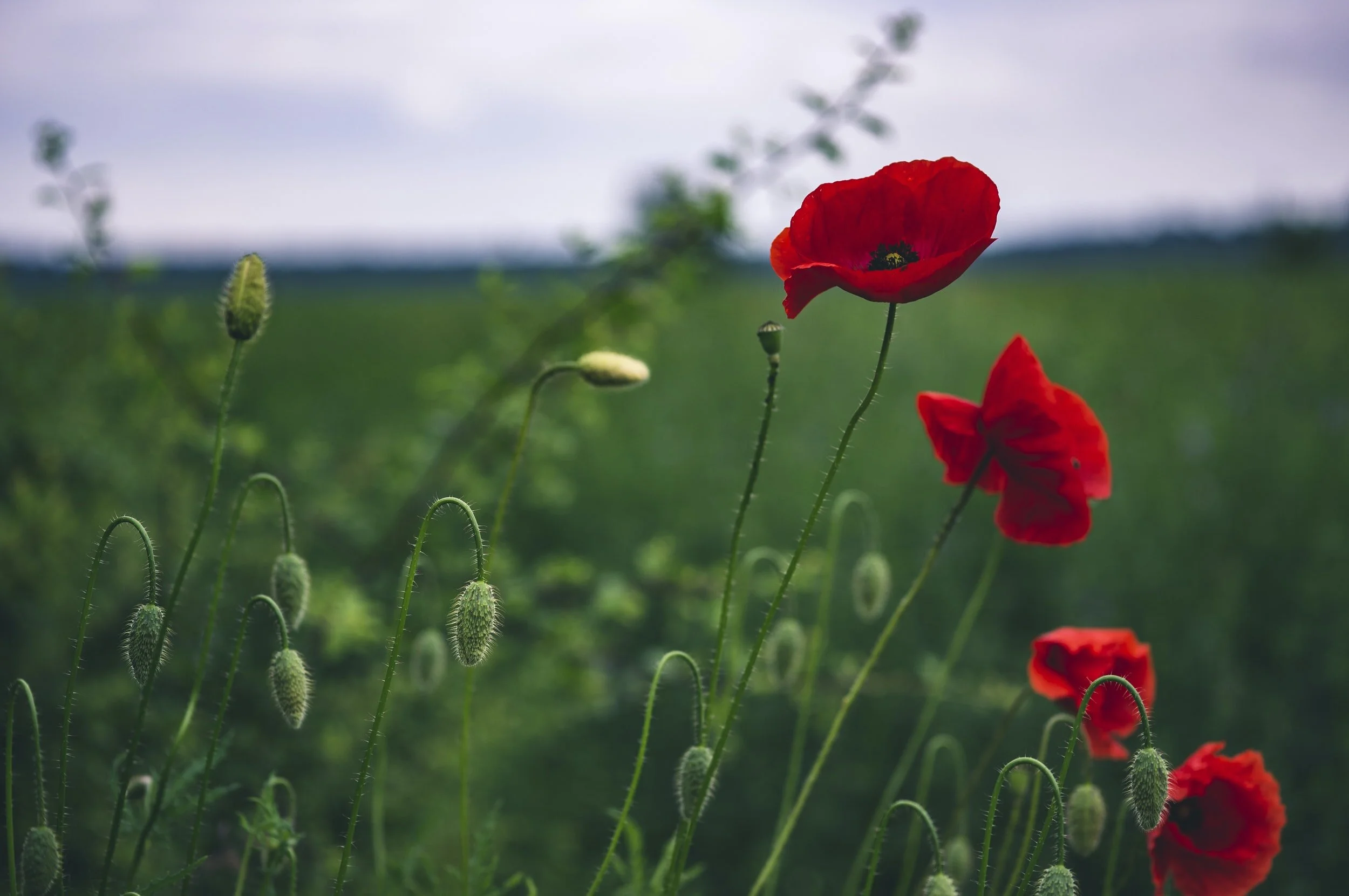 Poem to the First Generation of People to Exist After the Death of the English Language