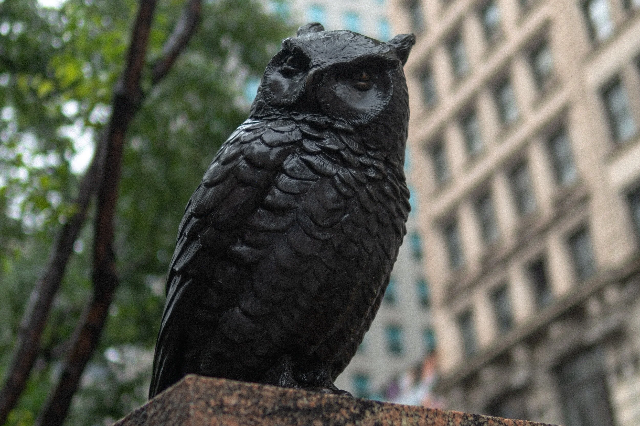 Mutter Museum with Owl