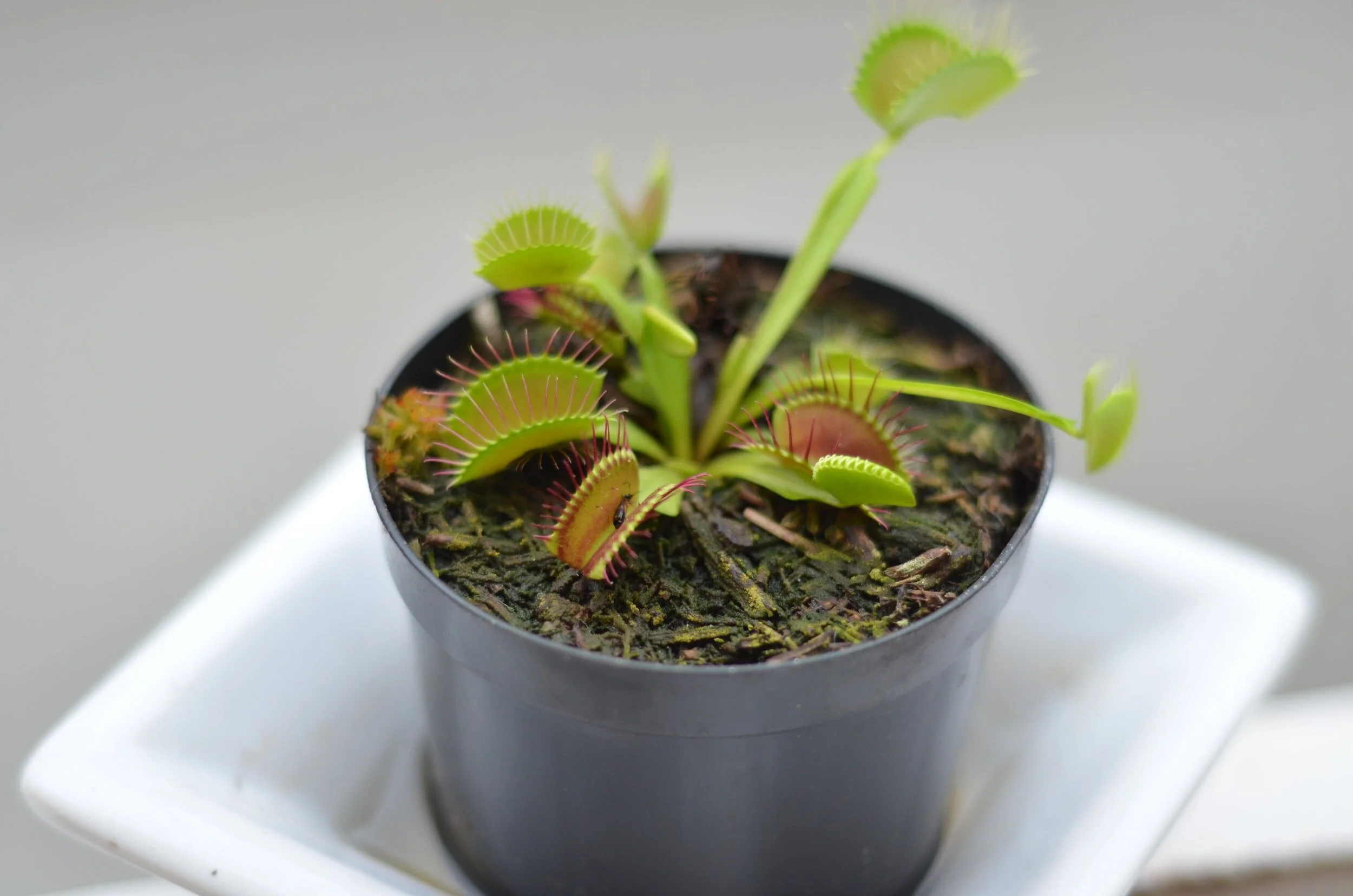 Under the Spell of Death: On Caring for a Venus Flytrap