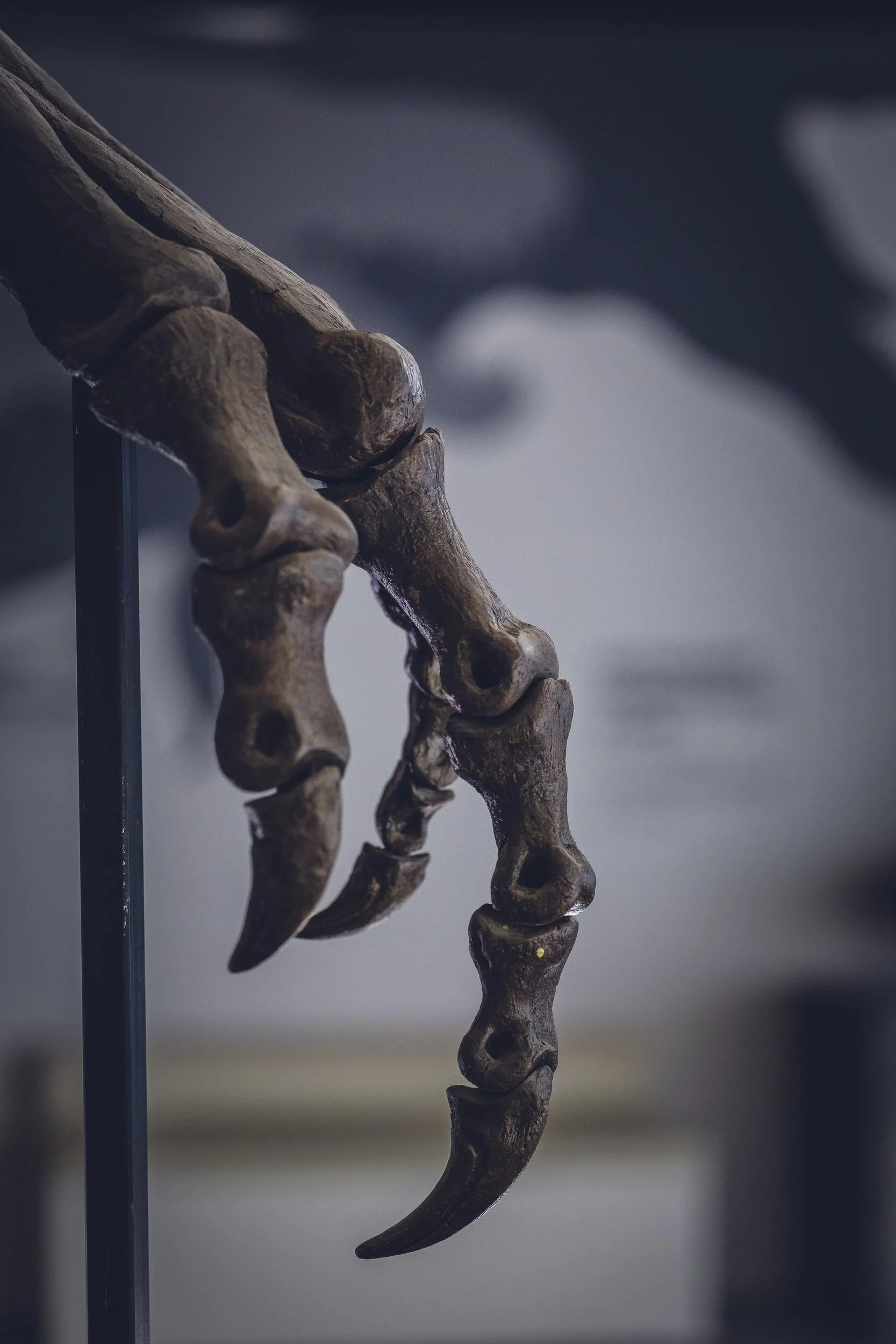A Homo Sapiens on the Brink of Extinction Speaks to the Fossil Mosasaurus