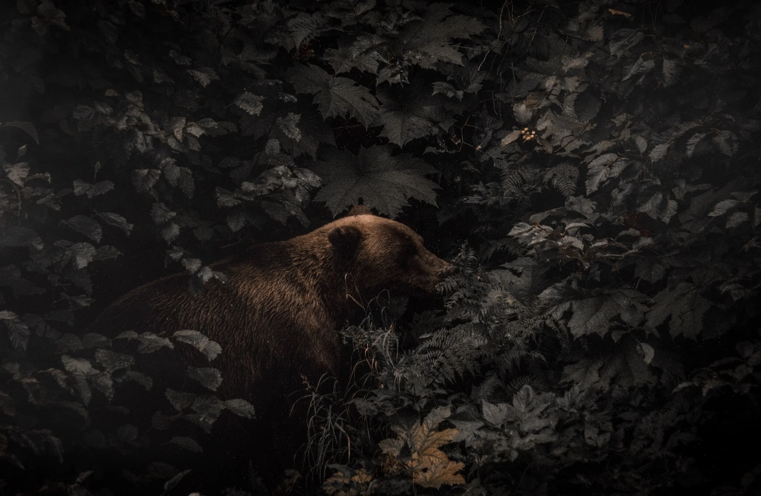 dear bear that left its scat by my back door