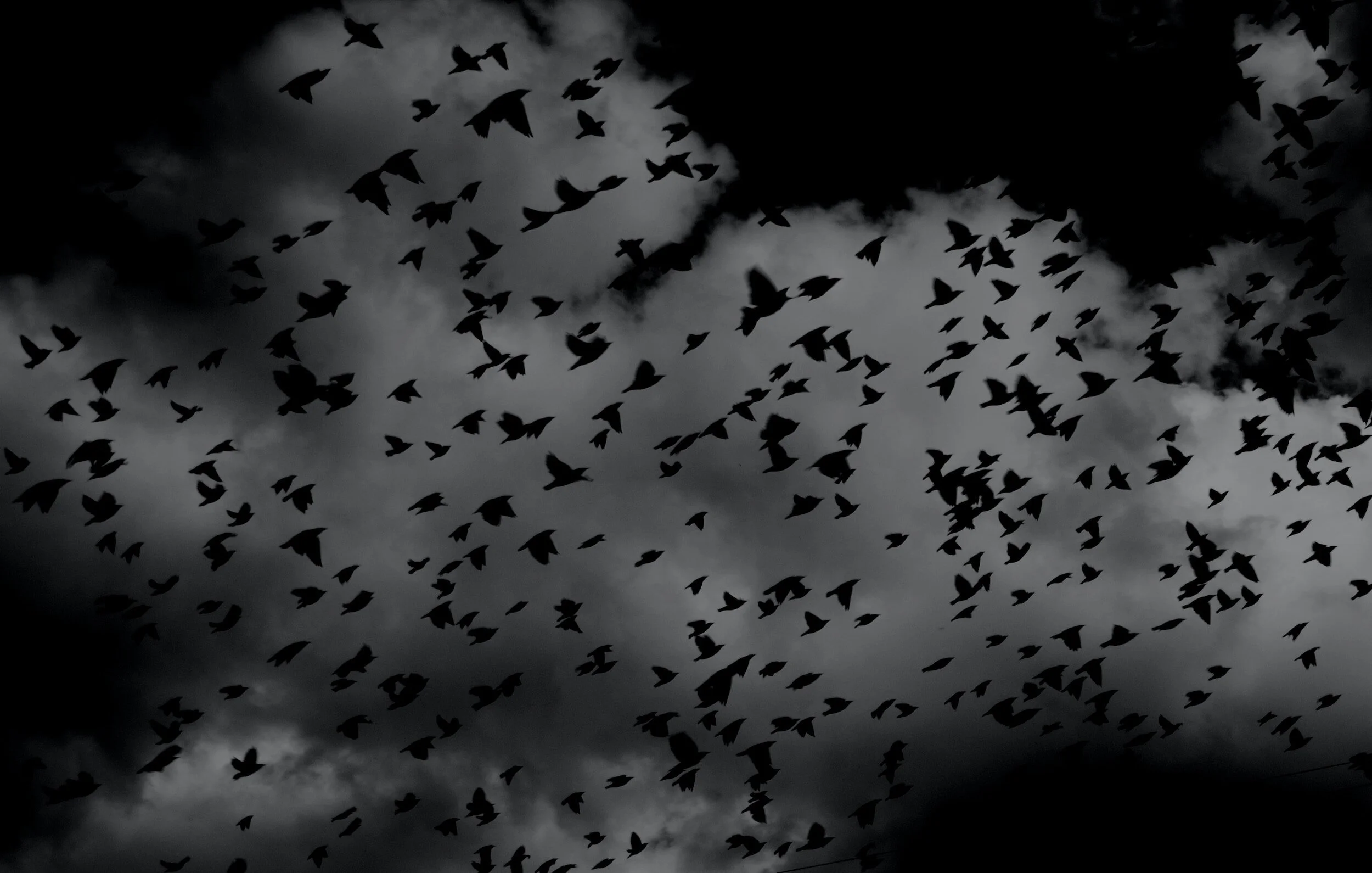 Dark Birds, Dark Nights