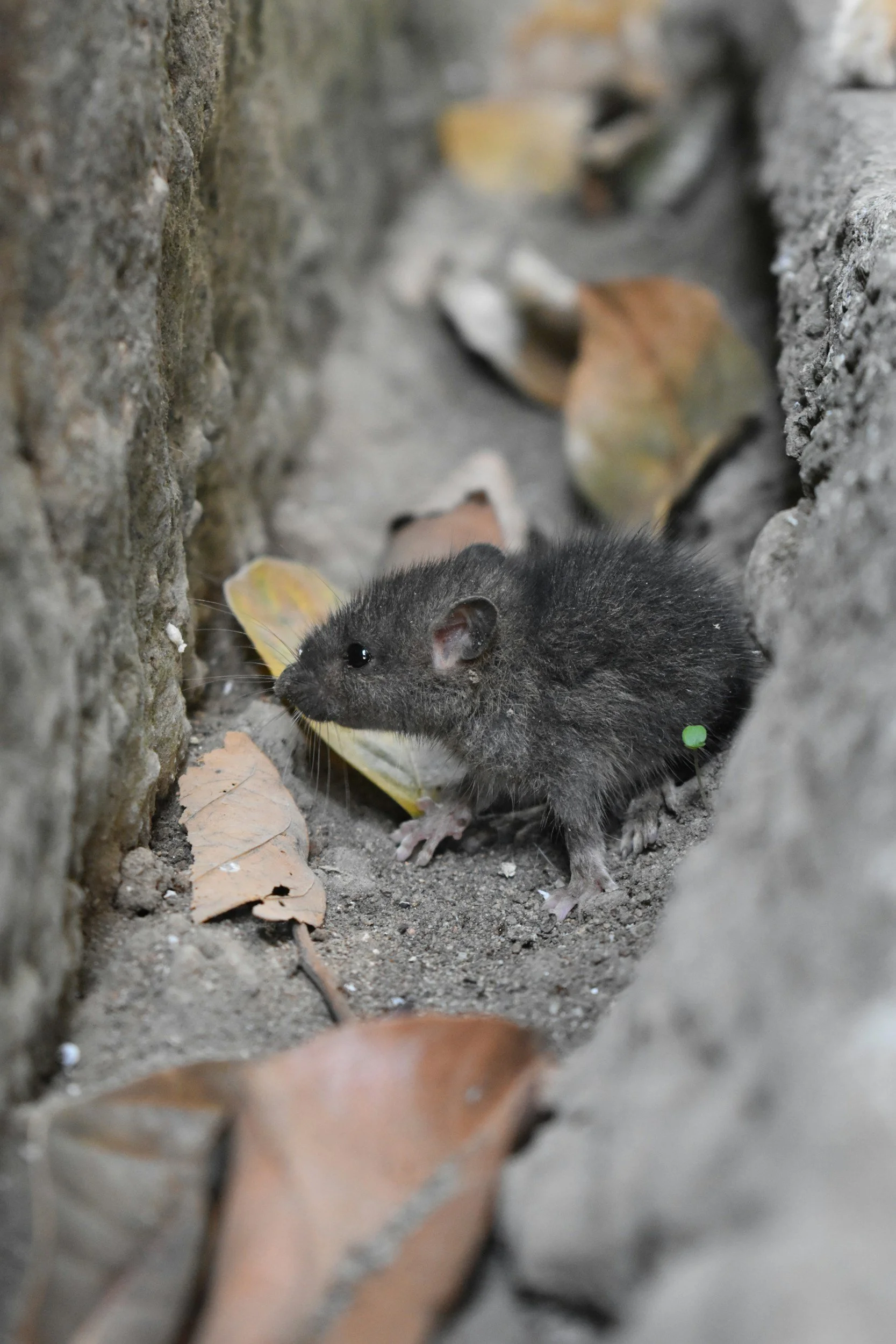 Rats, River