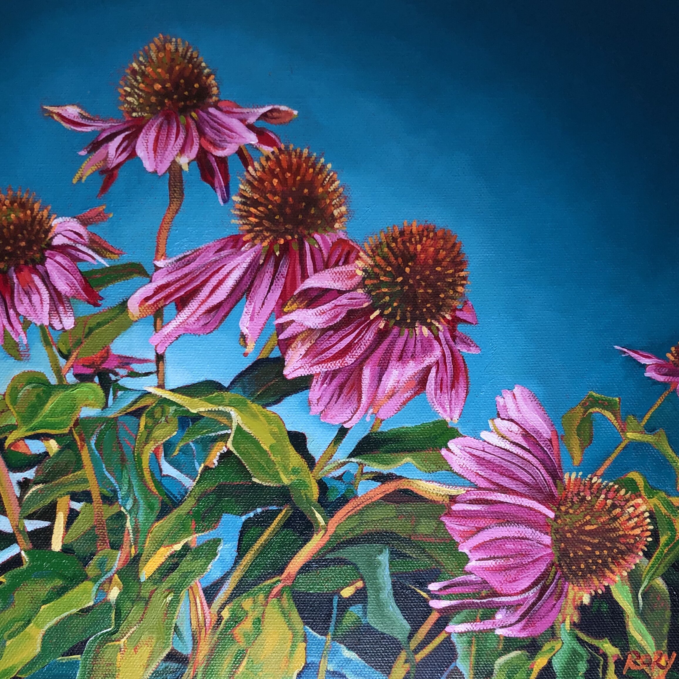 Purple Coneflowers