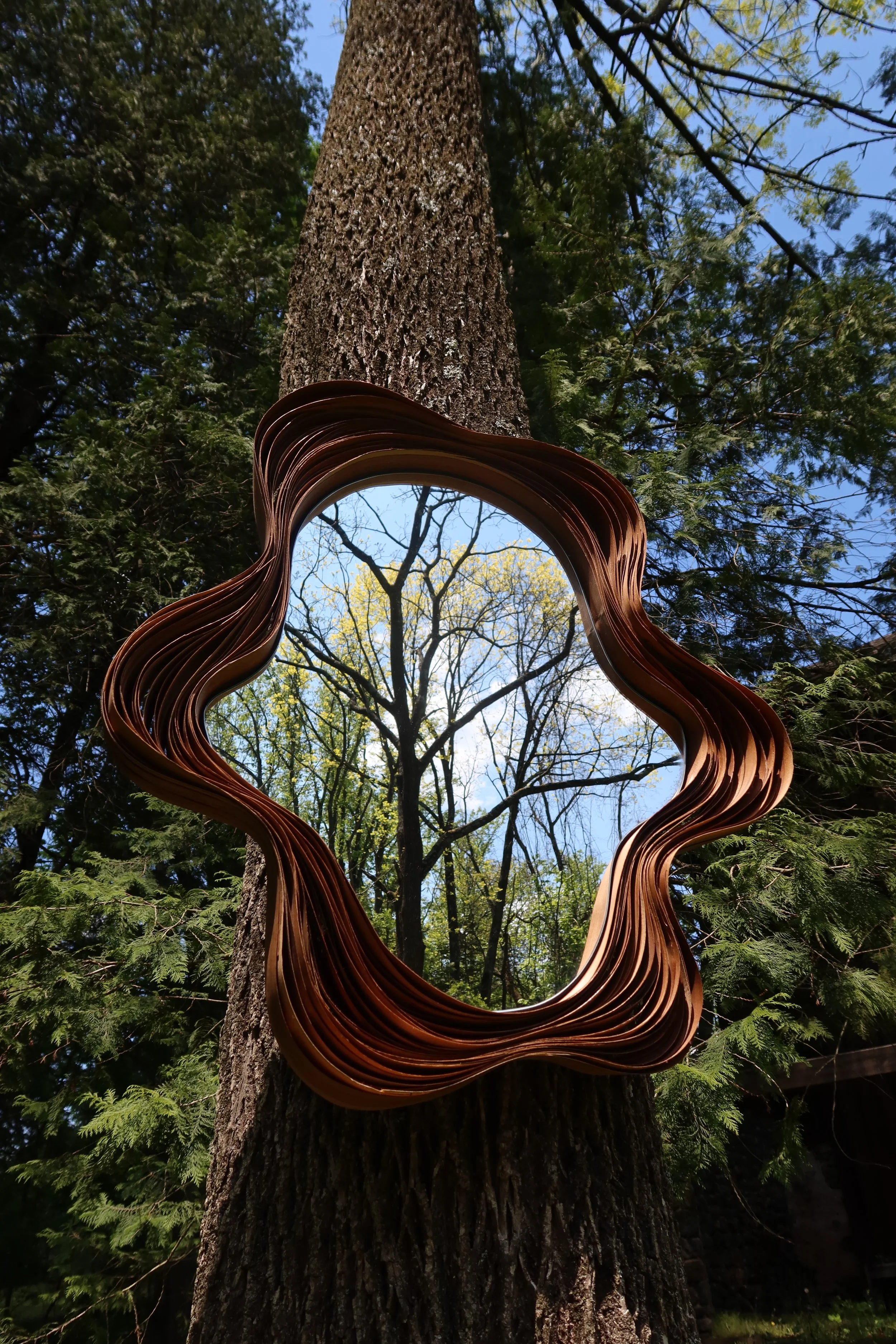 mirror-tree.JPG