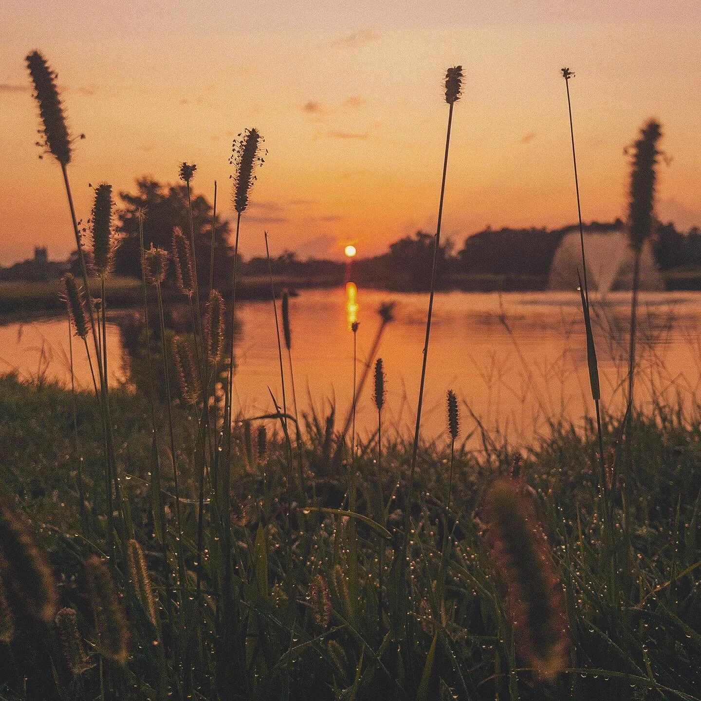 🌾